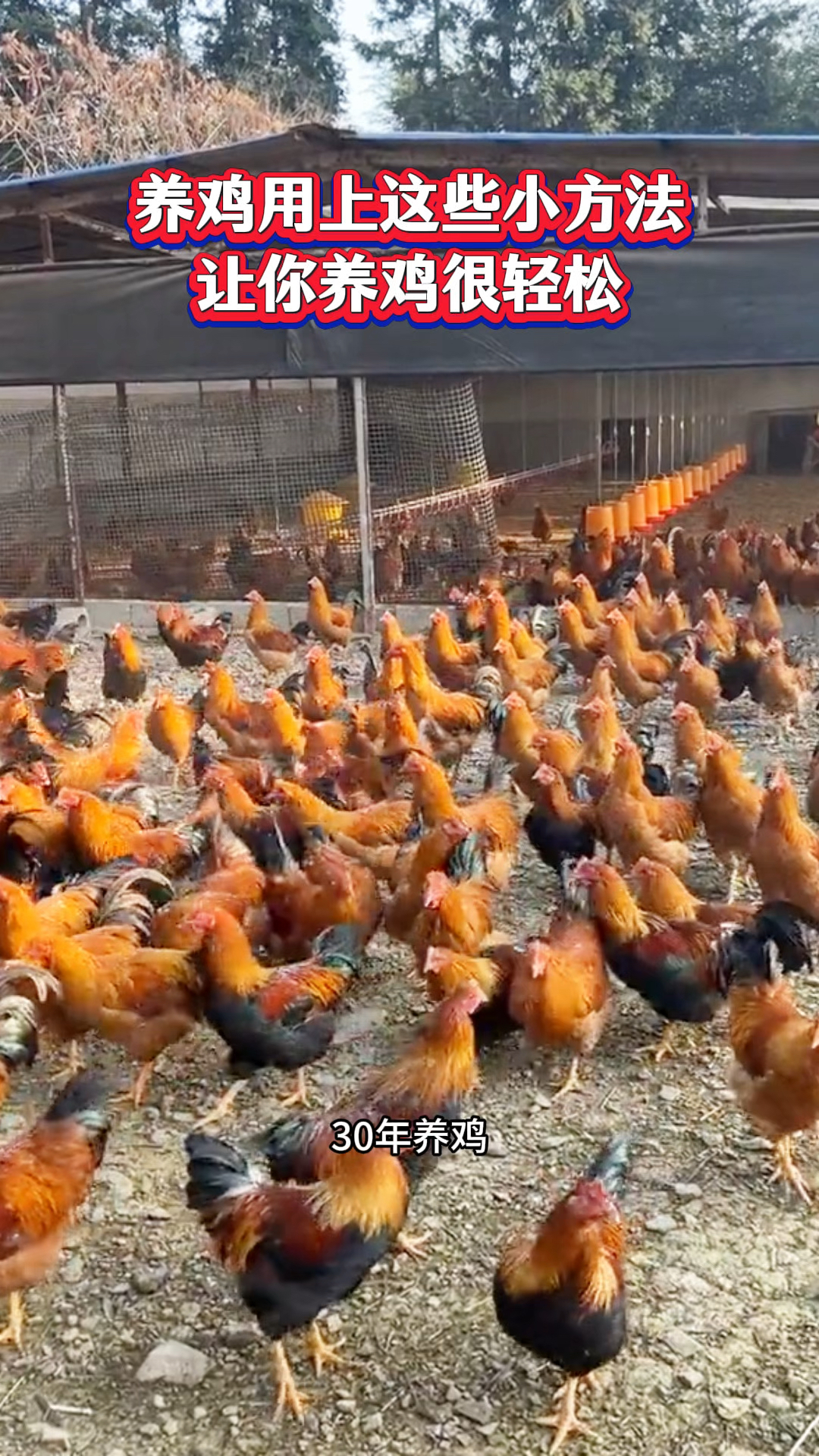 养鸡用上这些小方法，让你养鸡很轻松