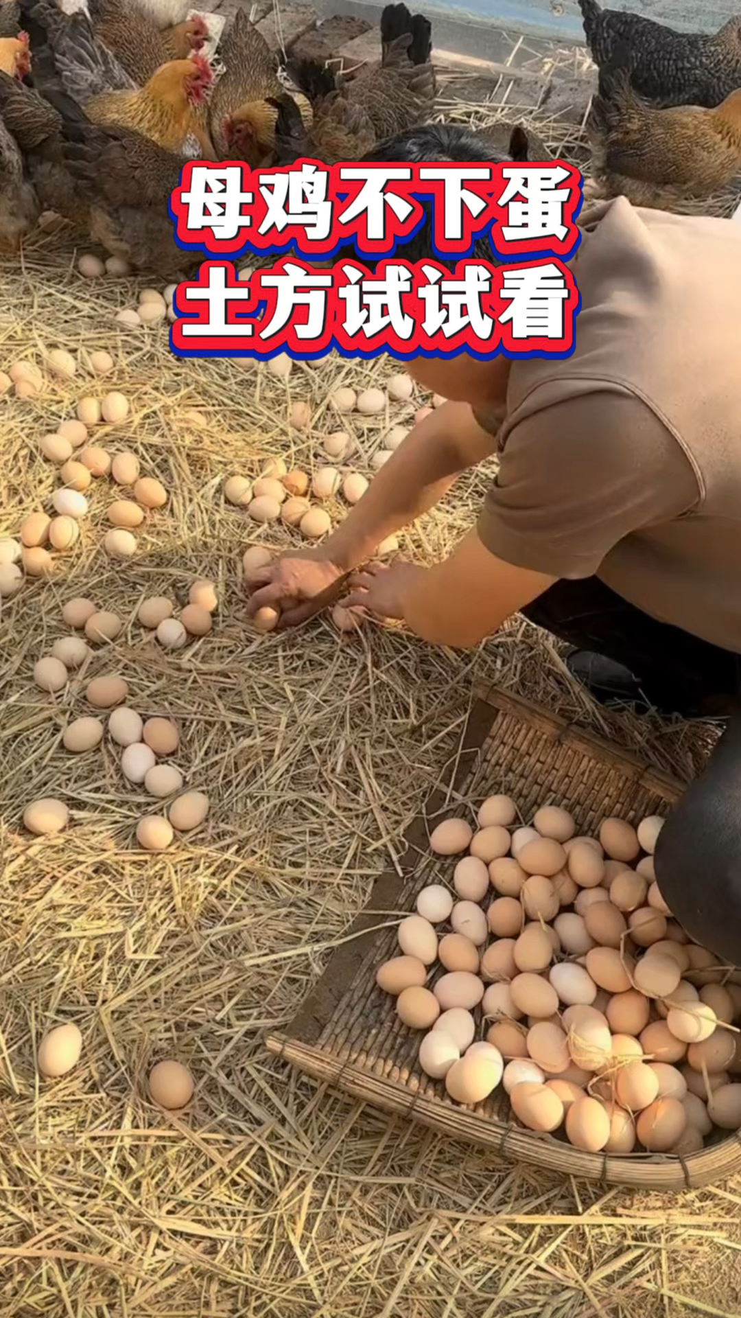 母鸡不下蛋，土方试试看