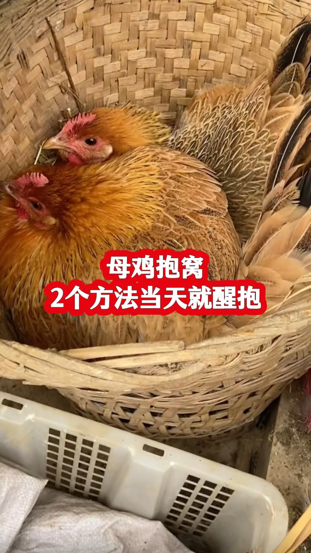 母鸡抱窝,2个方法当天就醒抱