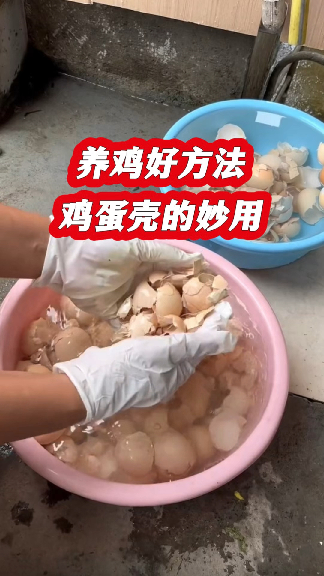 养鸡好方法,鸡蛋壳的妙用