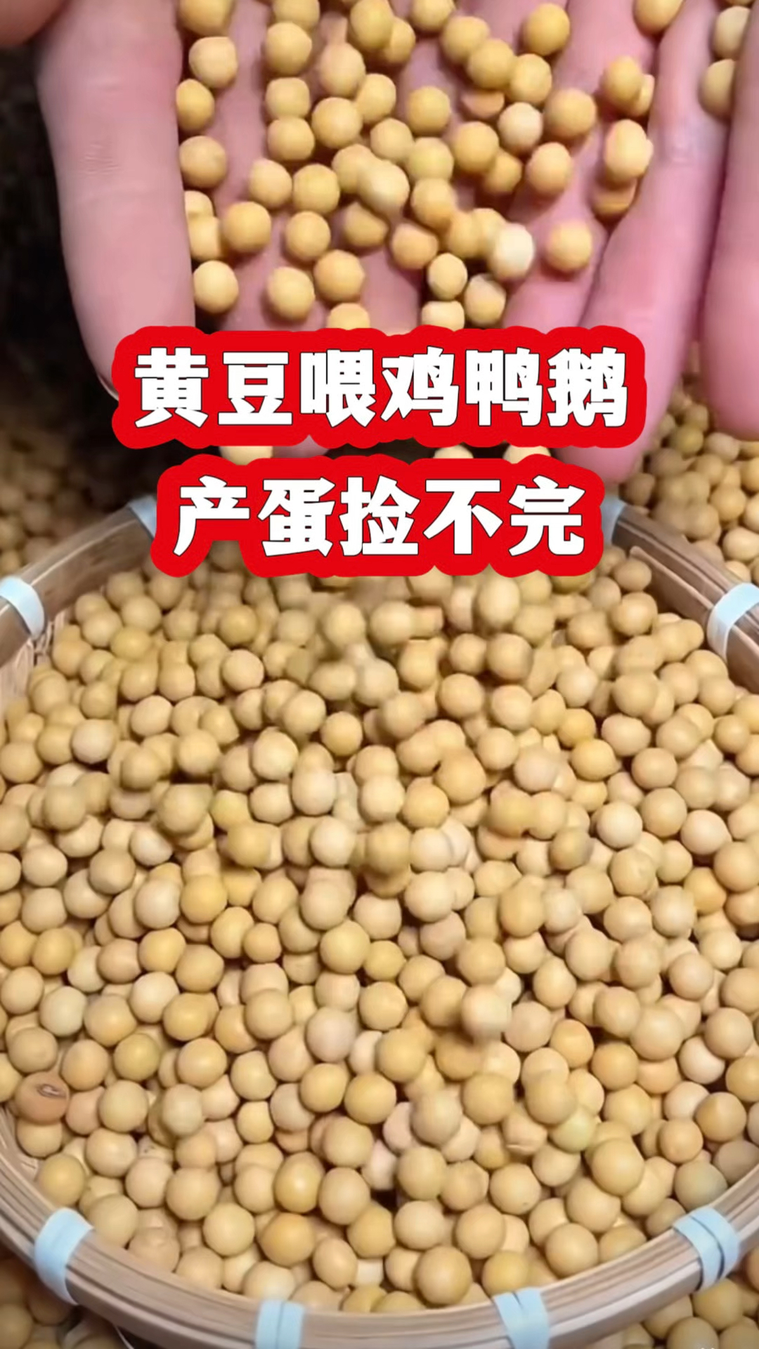 黄豆喂鸡鸭鹅，产蛋捡不完