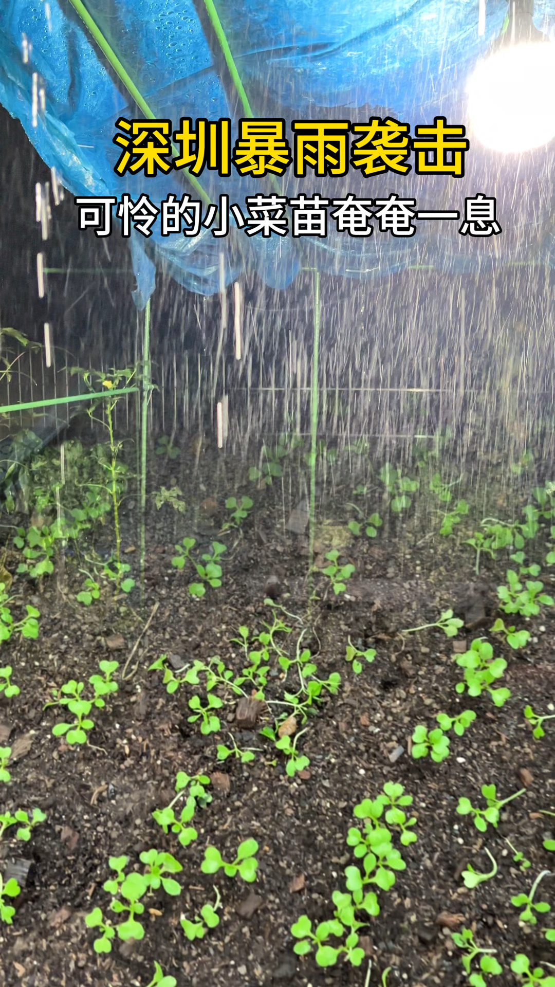 深圳暴雨袭击后的小菜园现状,除了小菜苗外,其他一切安好