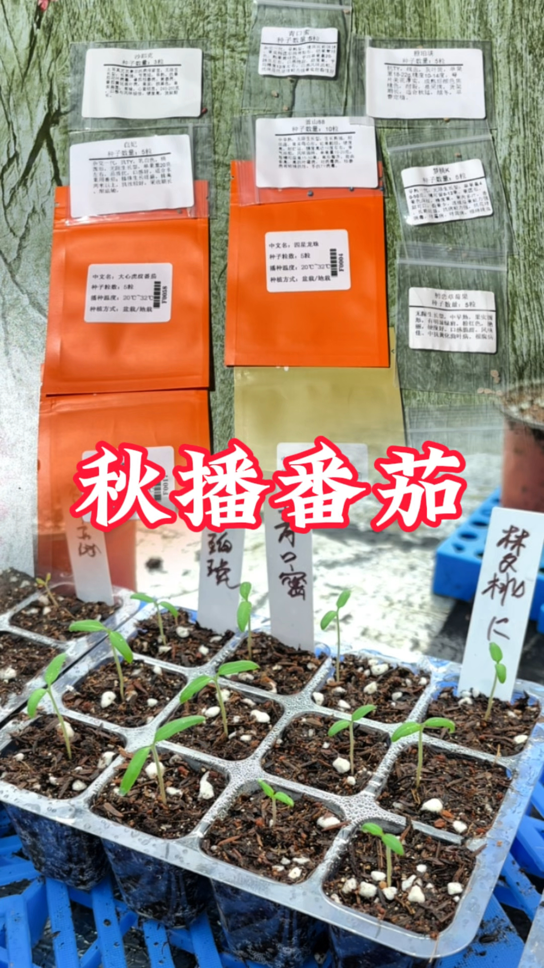 又到了广东种番茄的季节,育苗了12个品种,天气不好都长成豆芽菜