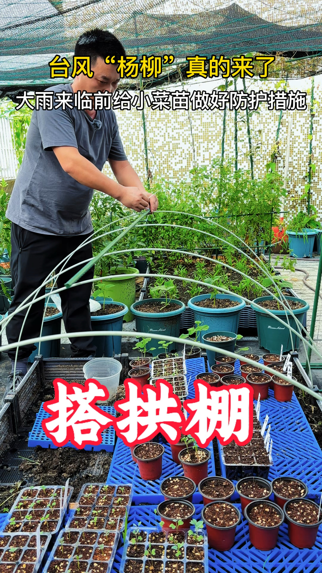 台风杨柳来了,又要下几天大雨,搭小拱棚给小菜苗避雨