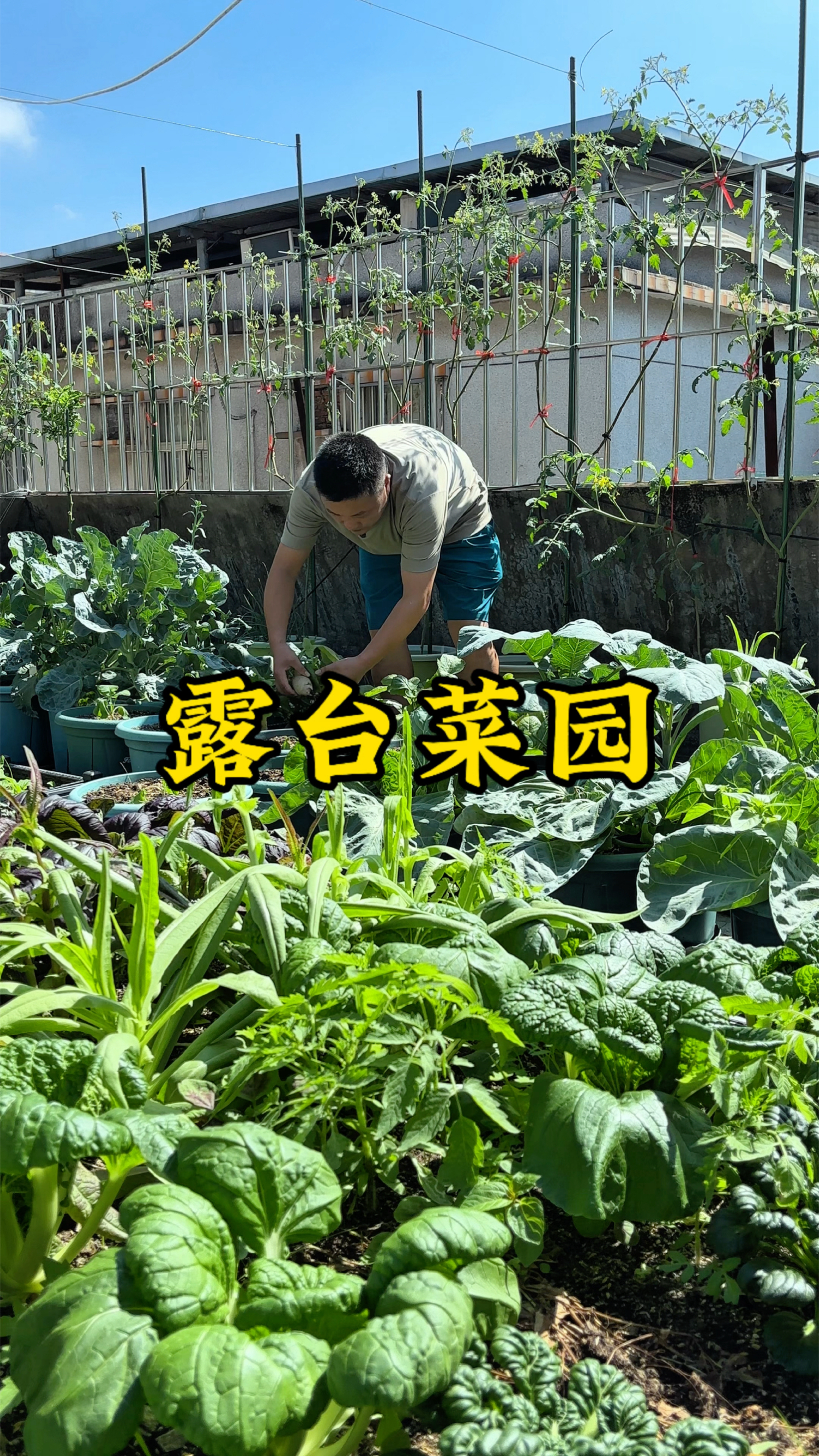 周末露台菜园摘菜。鸡腿芥蓝炒肉香脆巨好吃,萝卜炖排骨清爽鲜甜