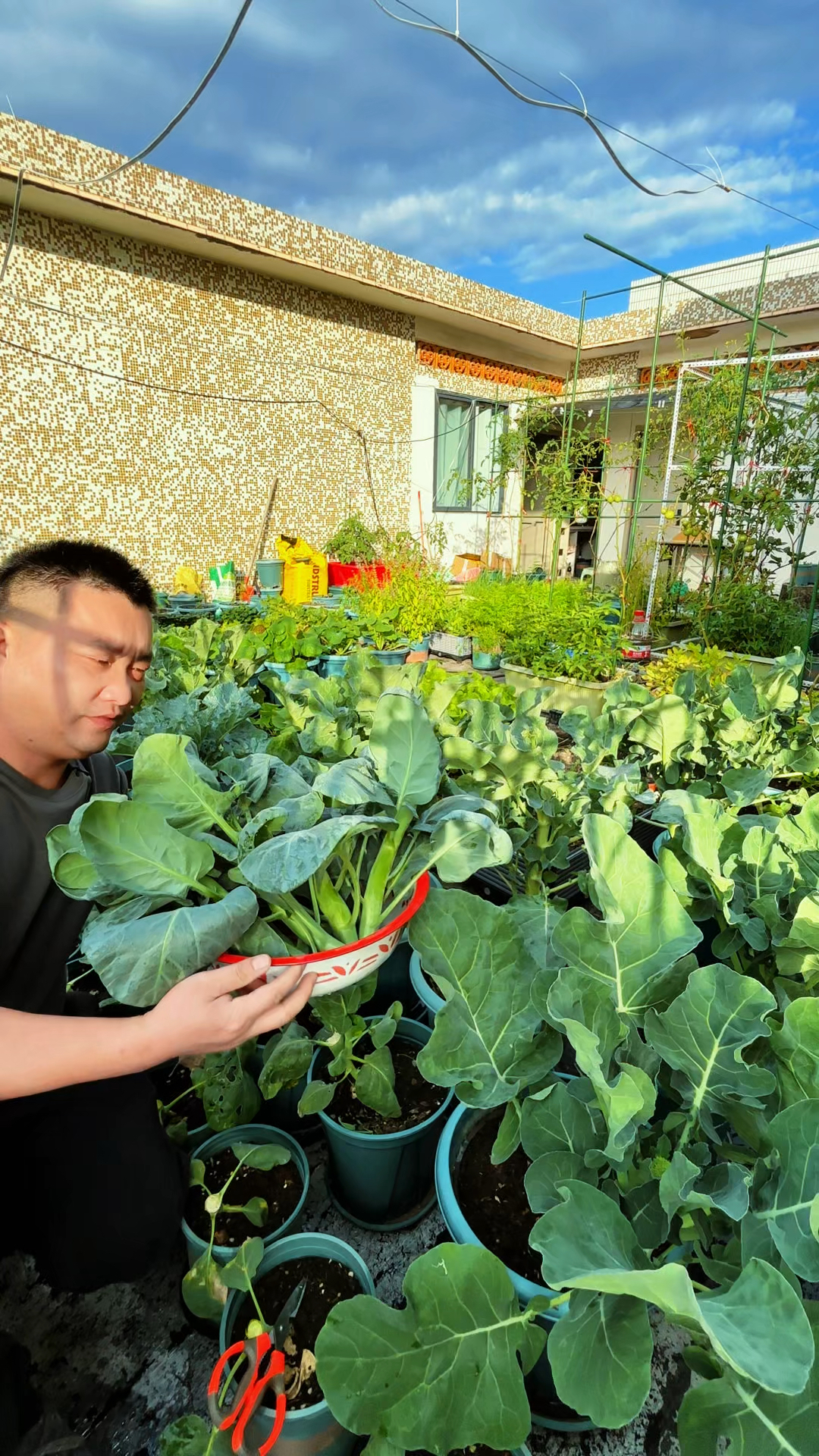 80后大叔在深圳楼顶种菜，今天摘鸡腿芥蓝，之前摘过的长很多侧枝
