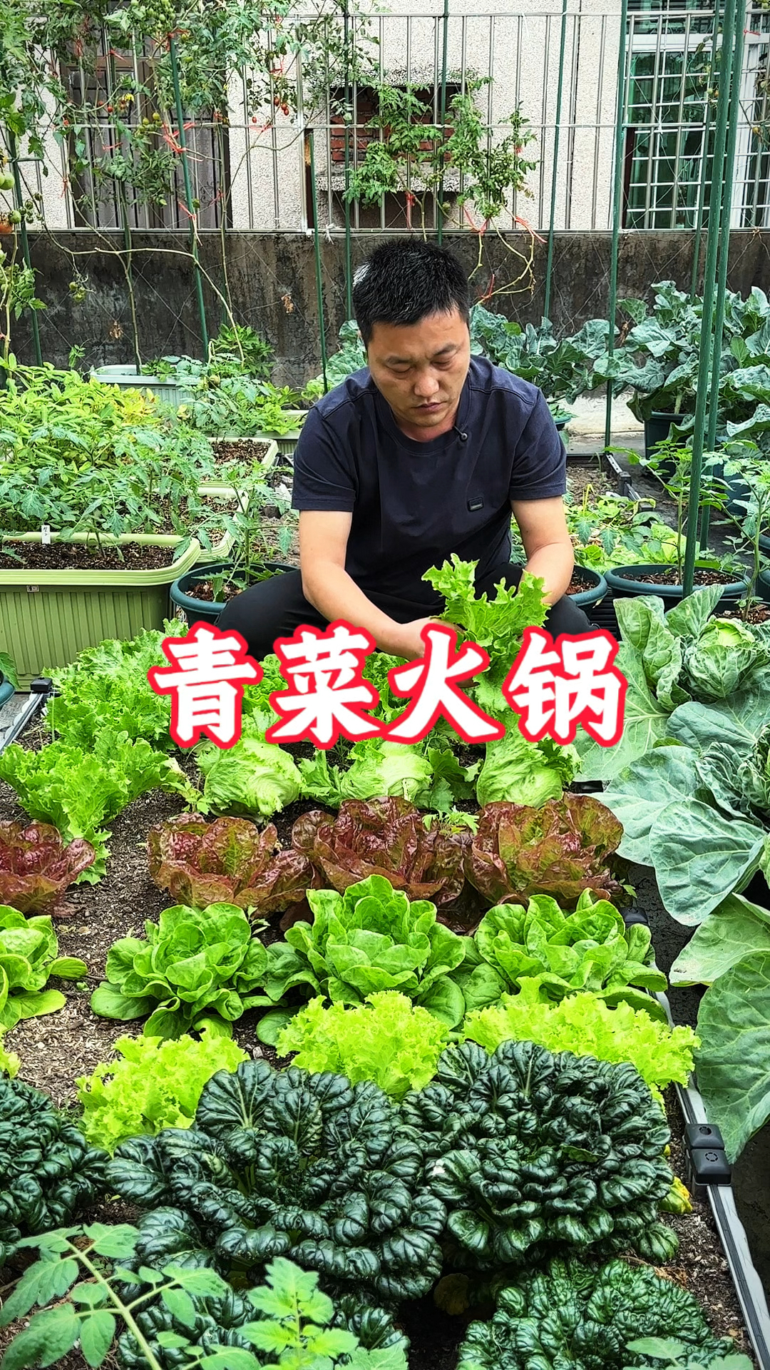 80后在深圳楼顶种菜,降温了摘点青菜煮火锅吃,红菜薹味道还不错