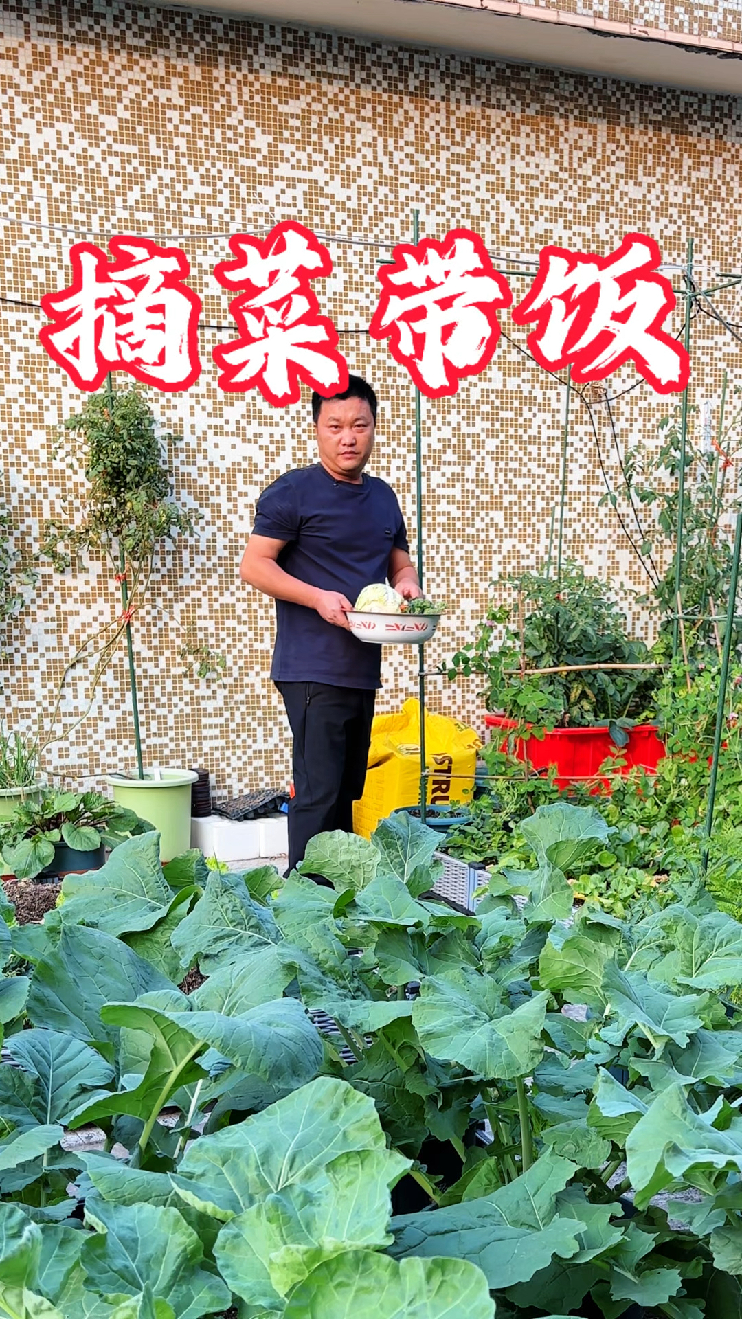 80后在深圳楼顶种菜,早上摘菜做饭带去上班,新鲜蔬菜炒的就是香
