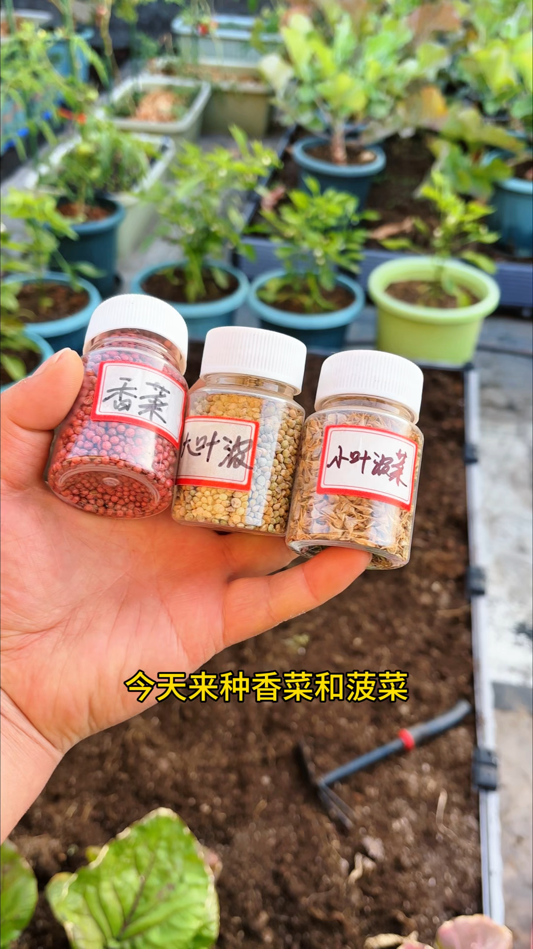 用最简单的方法种植香菜和菠菜，老品种香菜不用碾碎直接播种