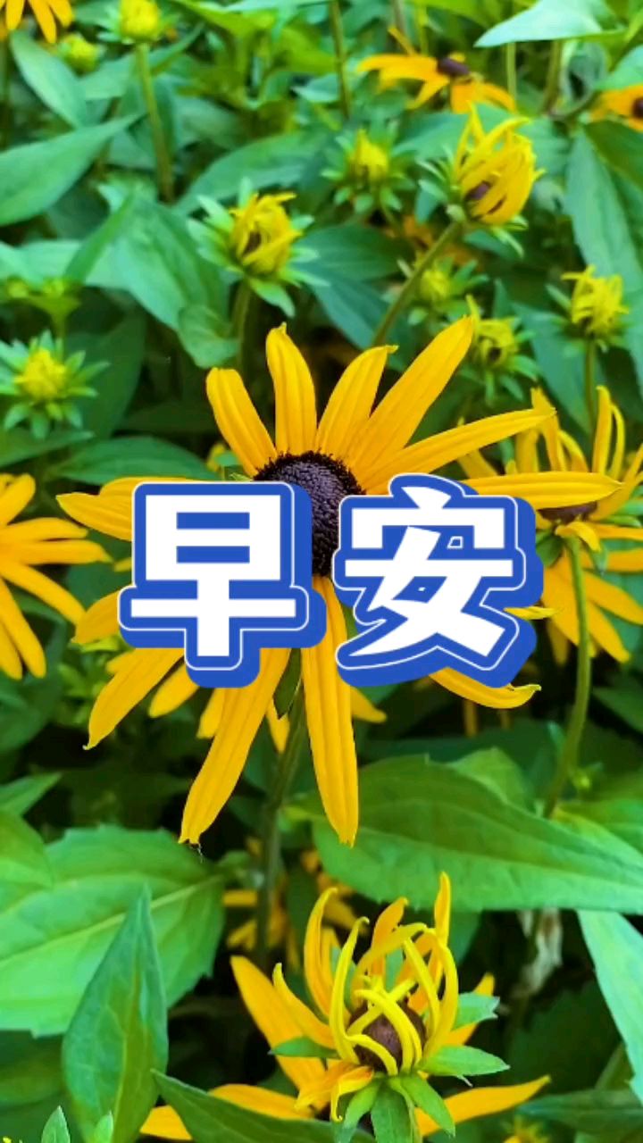 问候为平安护航!早上好动态图视频分享