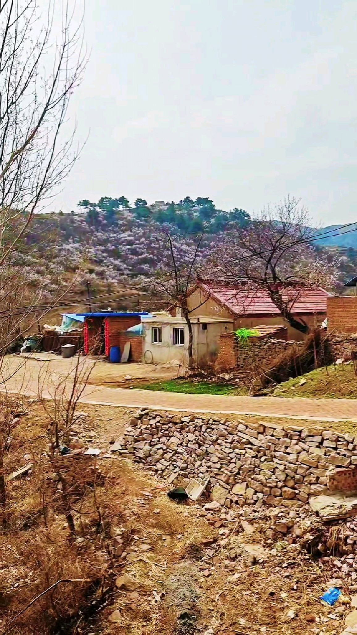 辽西朝阳凌源的四月初是杏花海洋野菜的盛宴 #杏花 #野菜