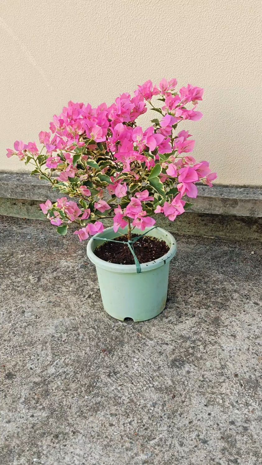 蜡染粉金边马斯姐妹款