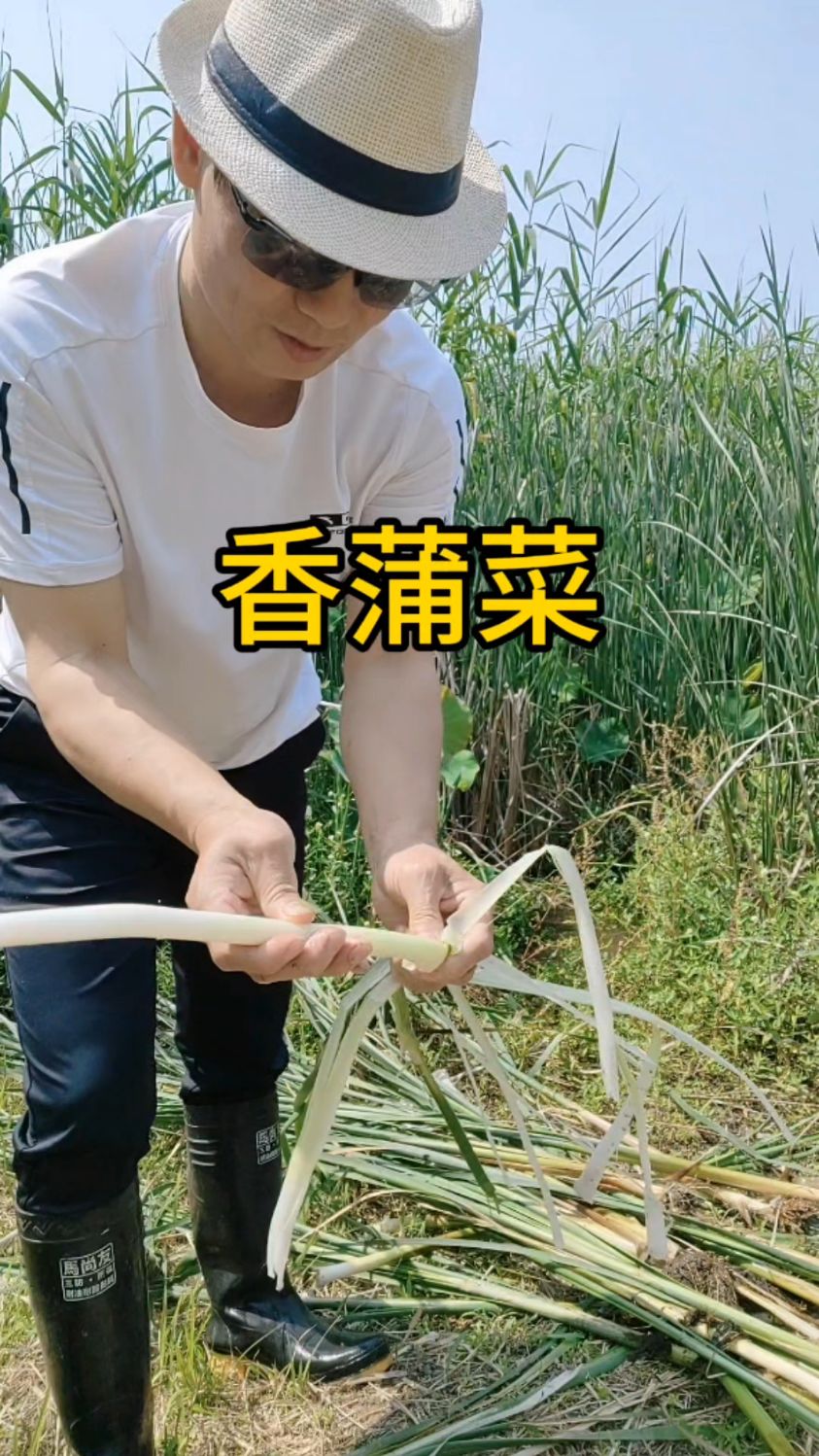 尝尝水里长的野菜:香蒲菜
