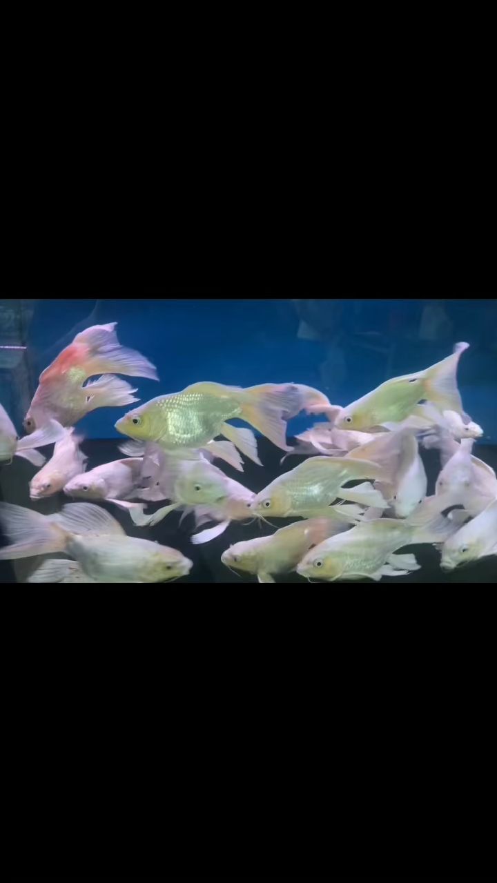 惊艳的水族馆之旅,遇见梦幻的彩色鱼群!