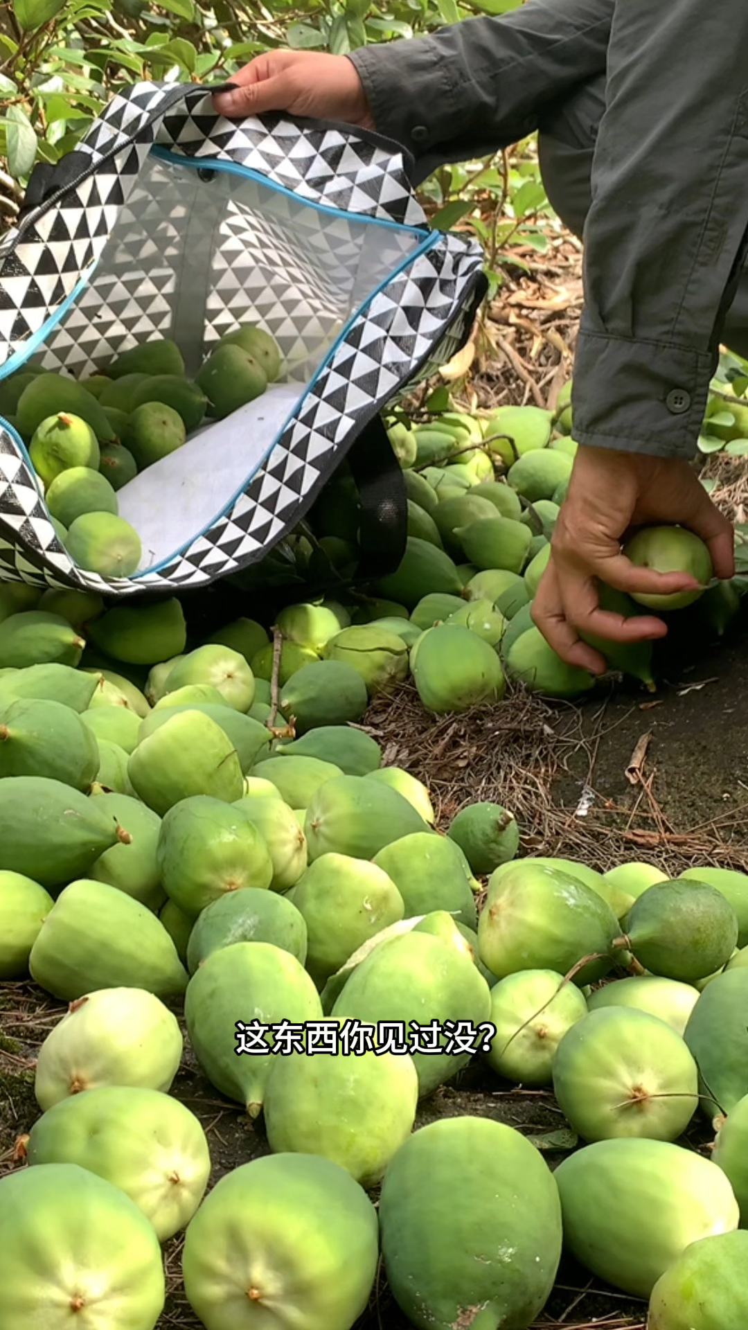 用凉粉果来做这种果冻一样的美味凉粉,你选择会翻山越岭来采摘吗