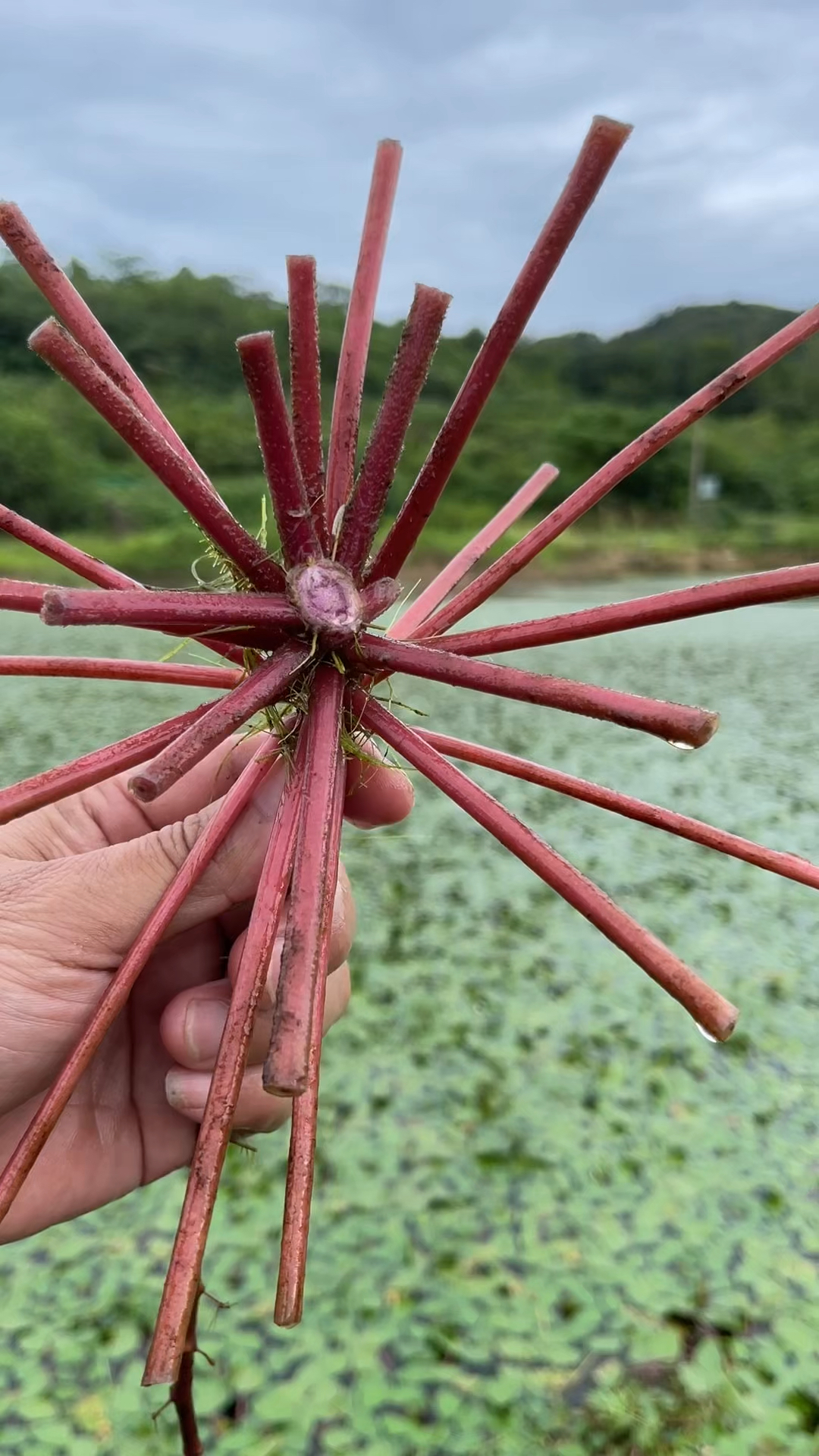 都知道菱角好吃，其实，菱角除了果实好吃，你可知道它全身都是宝