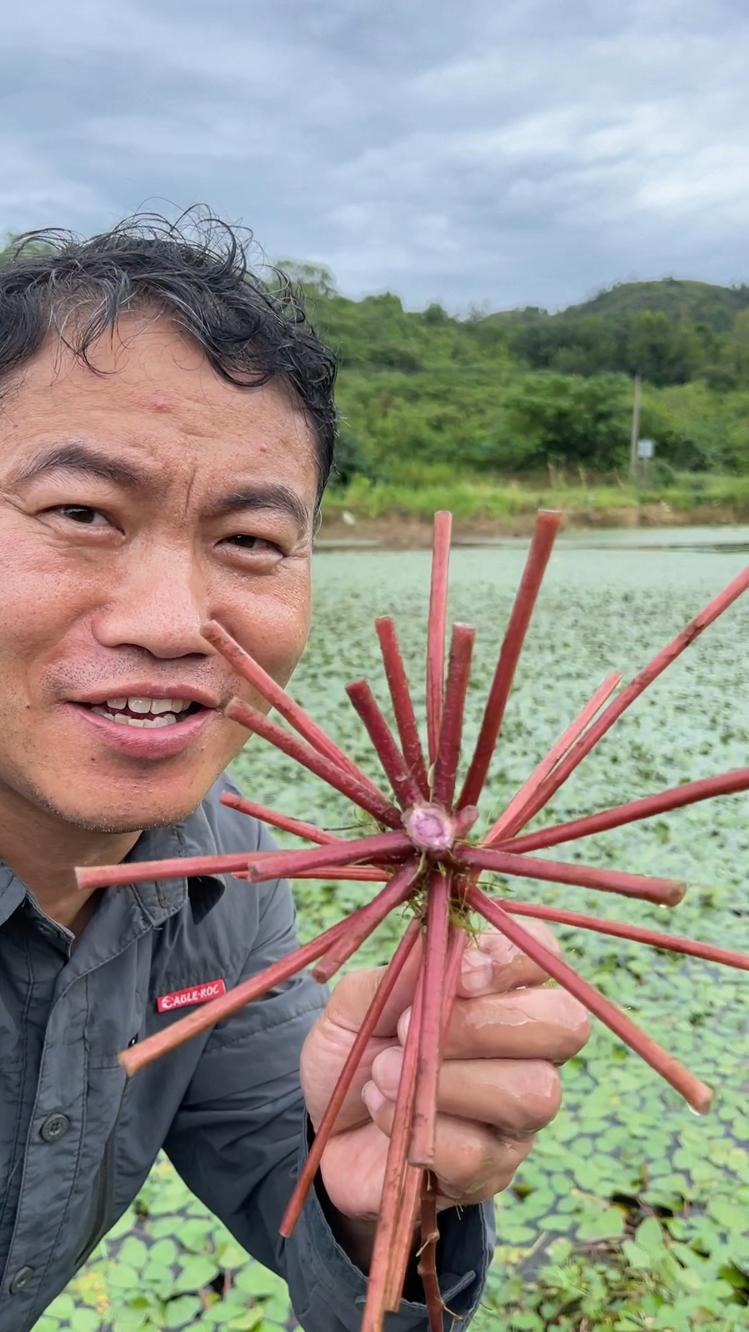 菱角还没熟，菱角菜却是最嫩的时候