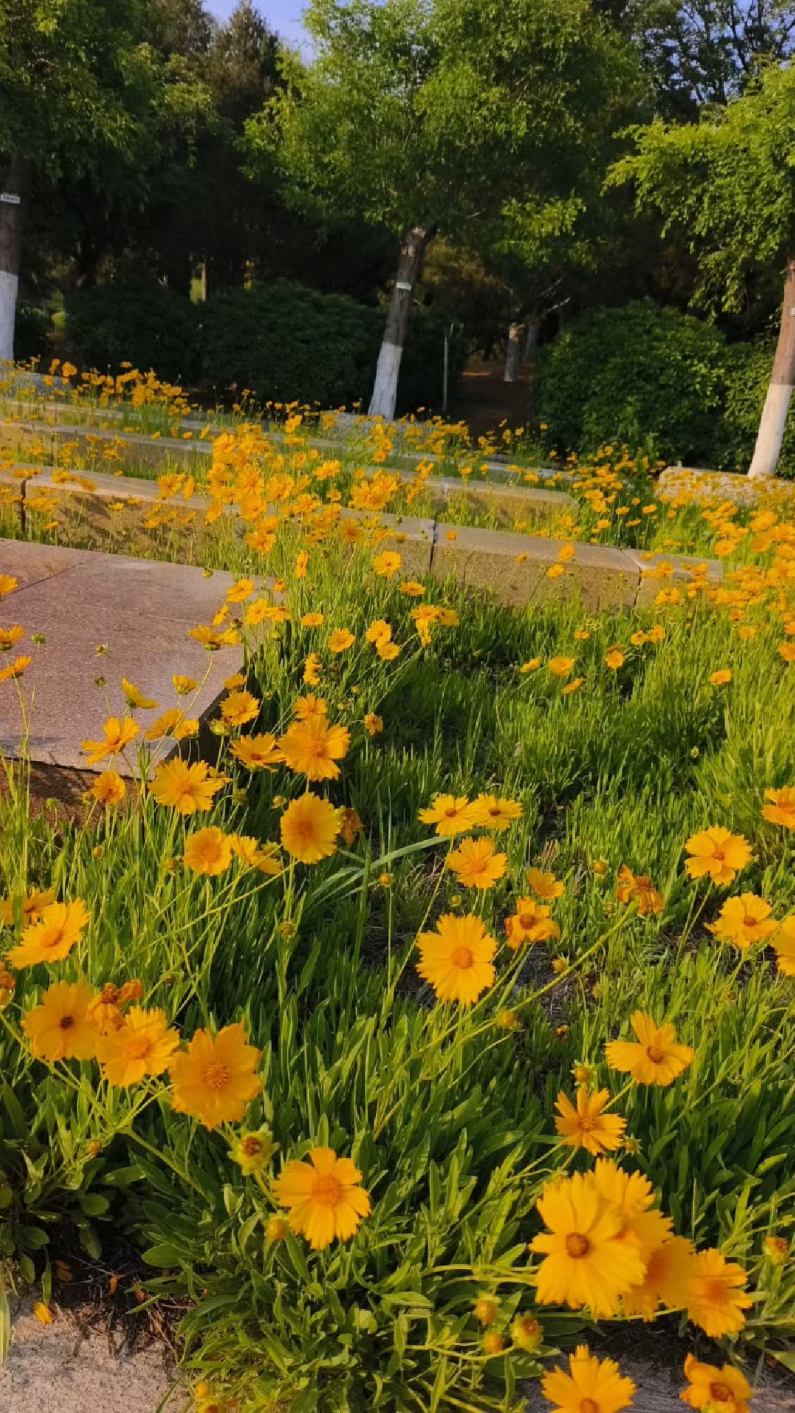 大花金鸡菊,花开繁茂,花期长,初夏时节花界的颜值担当