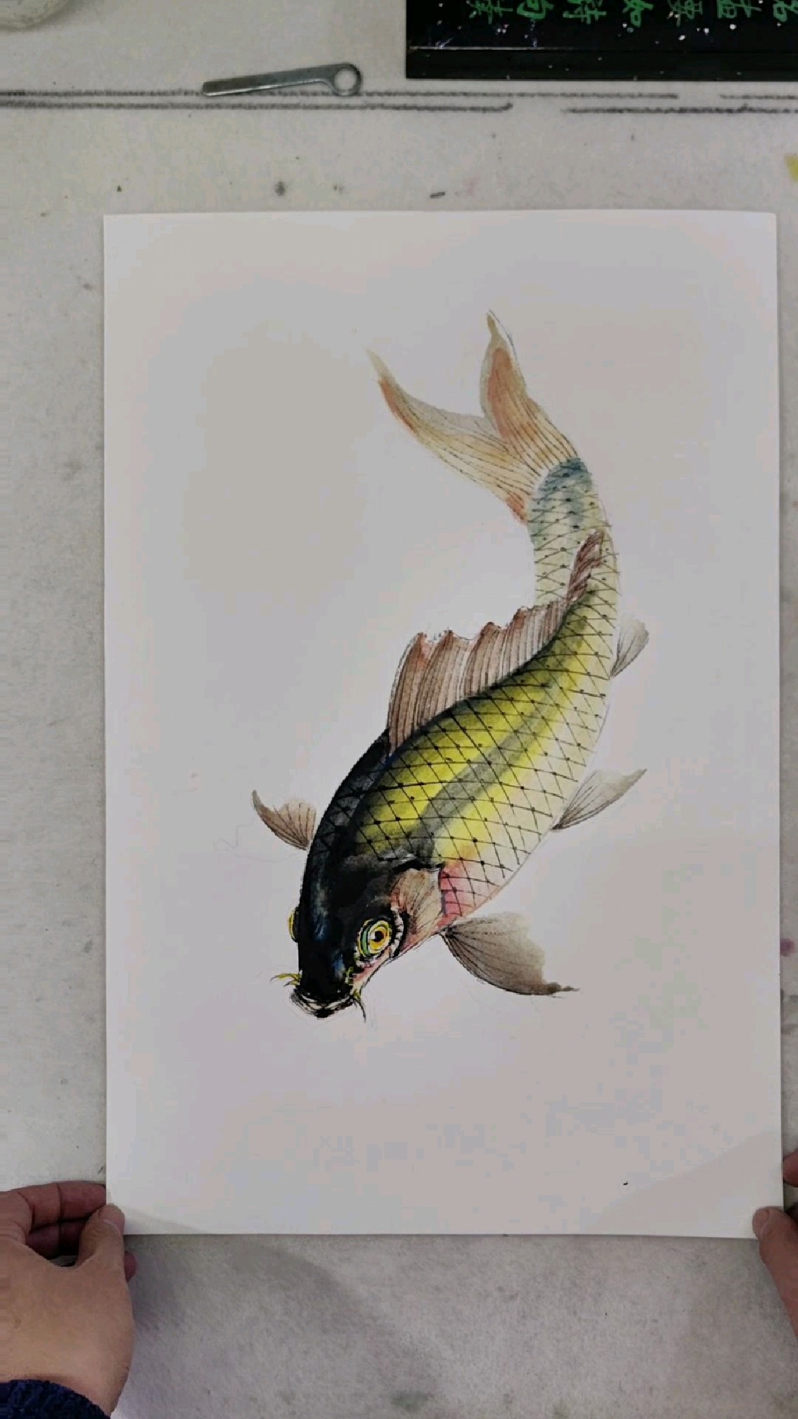 《鲤鱼财三尺》黄色鲤鱼国画勾勒鳞片法