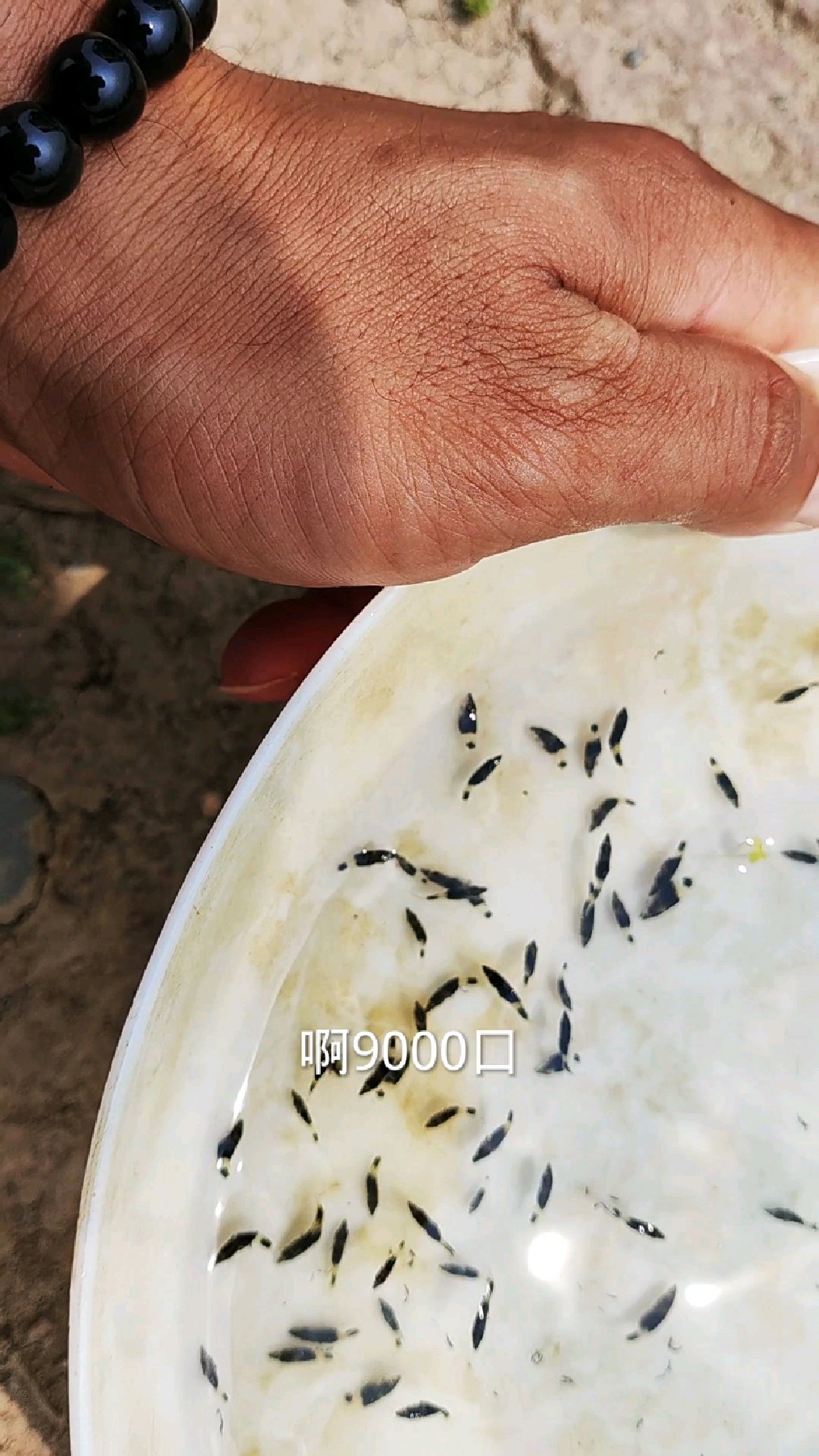 广东一小伙，想标鳜花鱼苗，会成功吗？