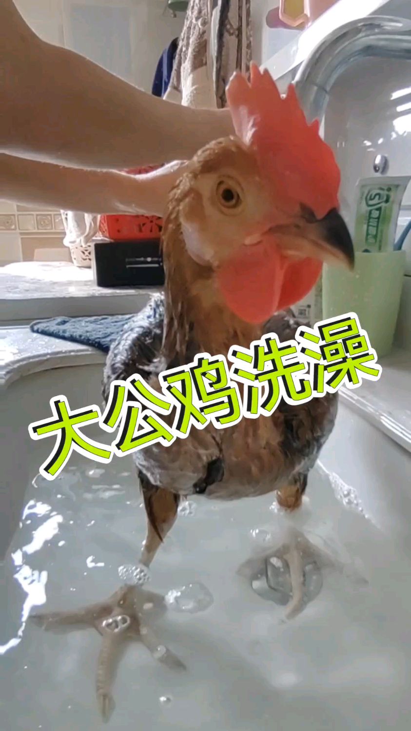 大公鸡爱干净,每天洗澡