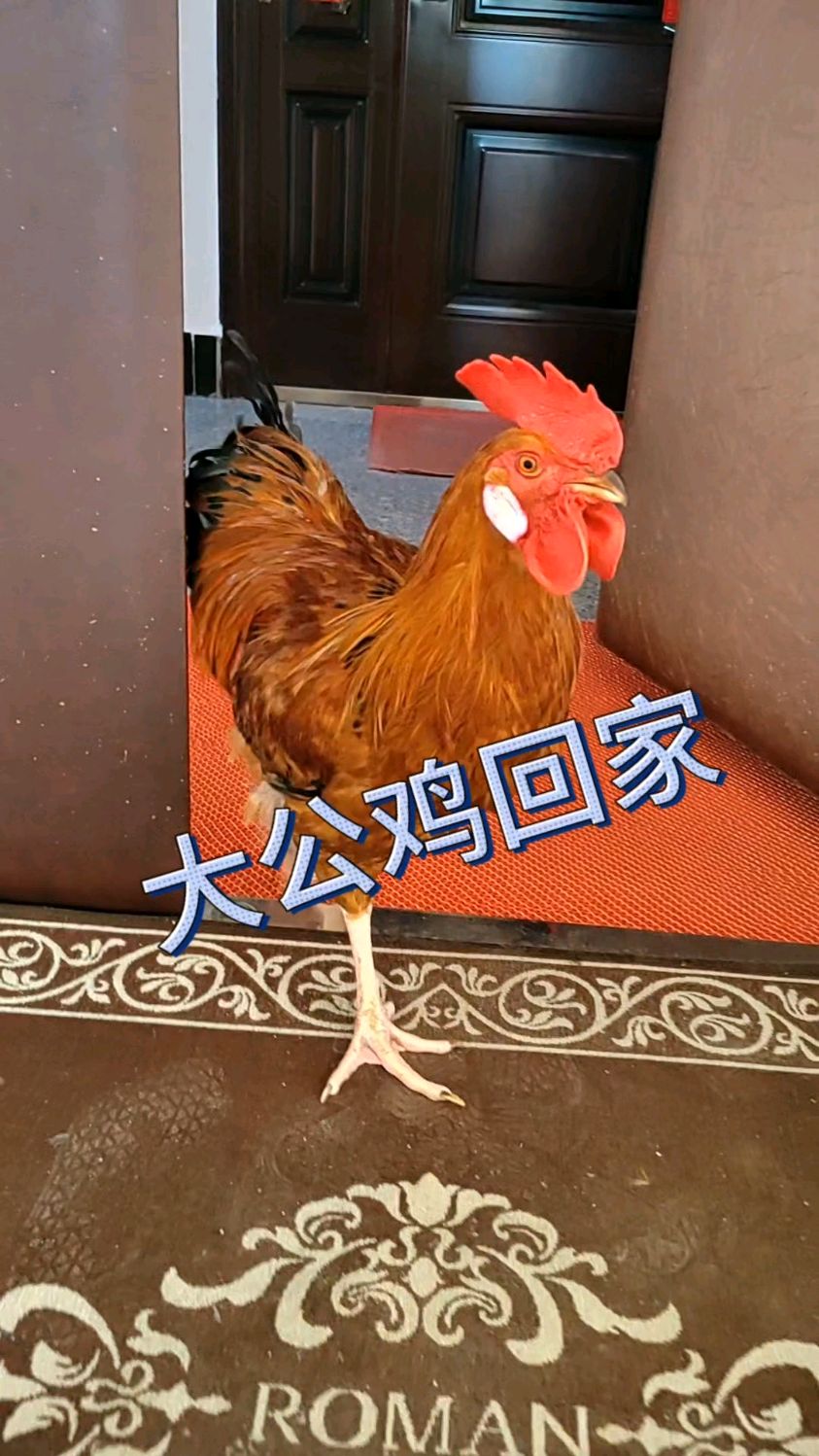 美丽的大公鸡又回家了