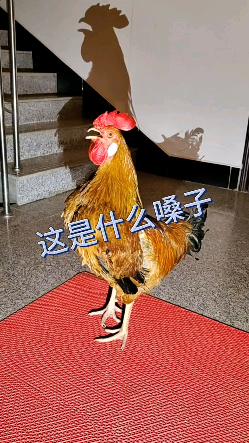 大公鸡太能打鸣了,早中晚走到哪里打哪里,就连做梦都在打鸣