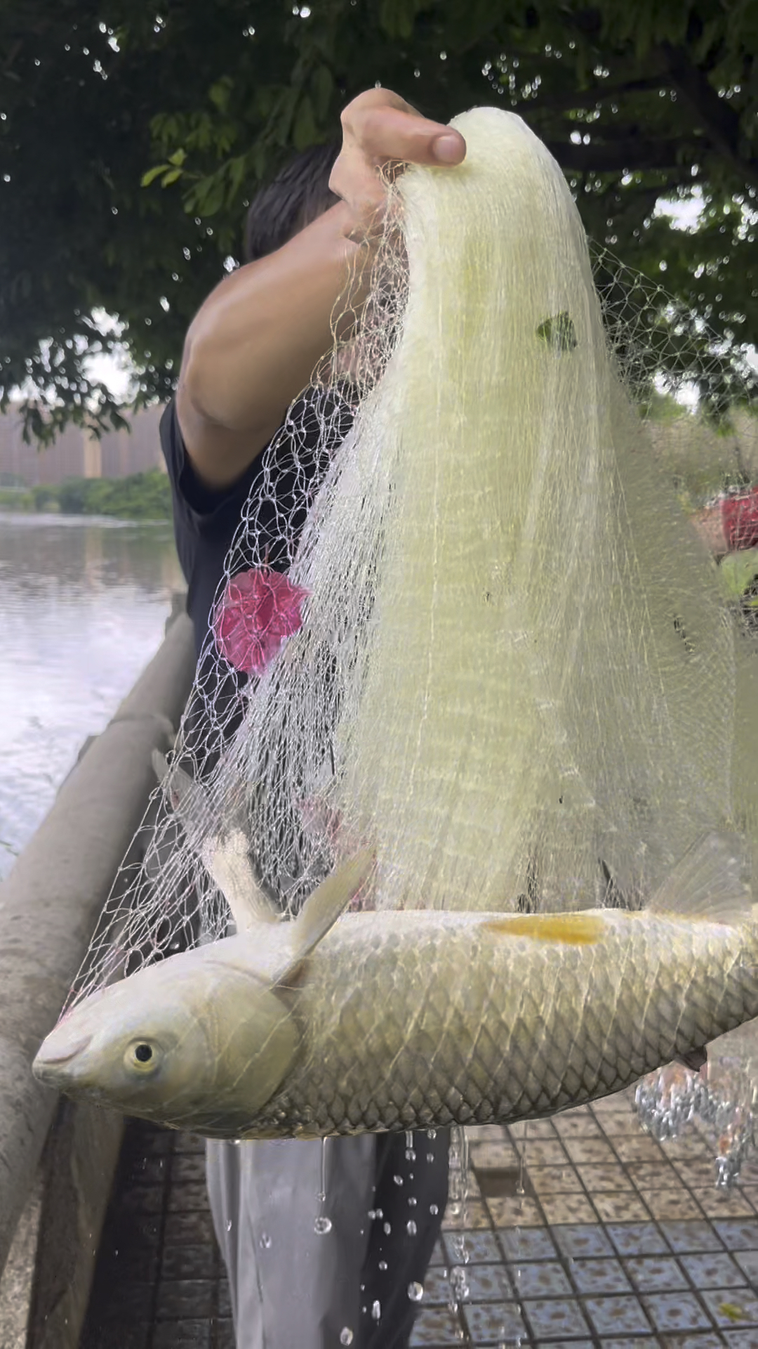 今天带你们看看这个飞盘撒网有多简单