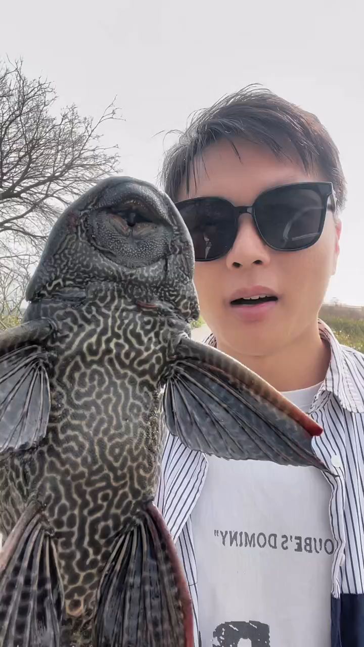 外来物种清道夫坚决不能放生,一条清道夫,一天要吃上千颗鱼卵