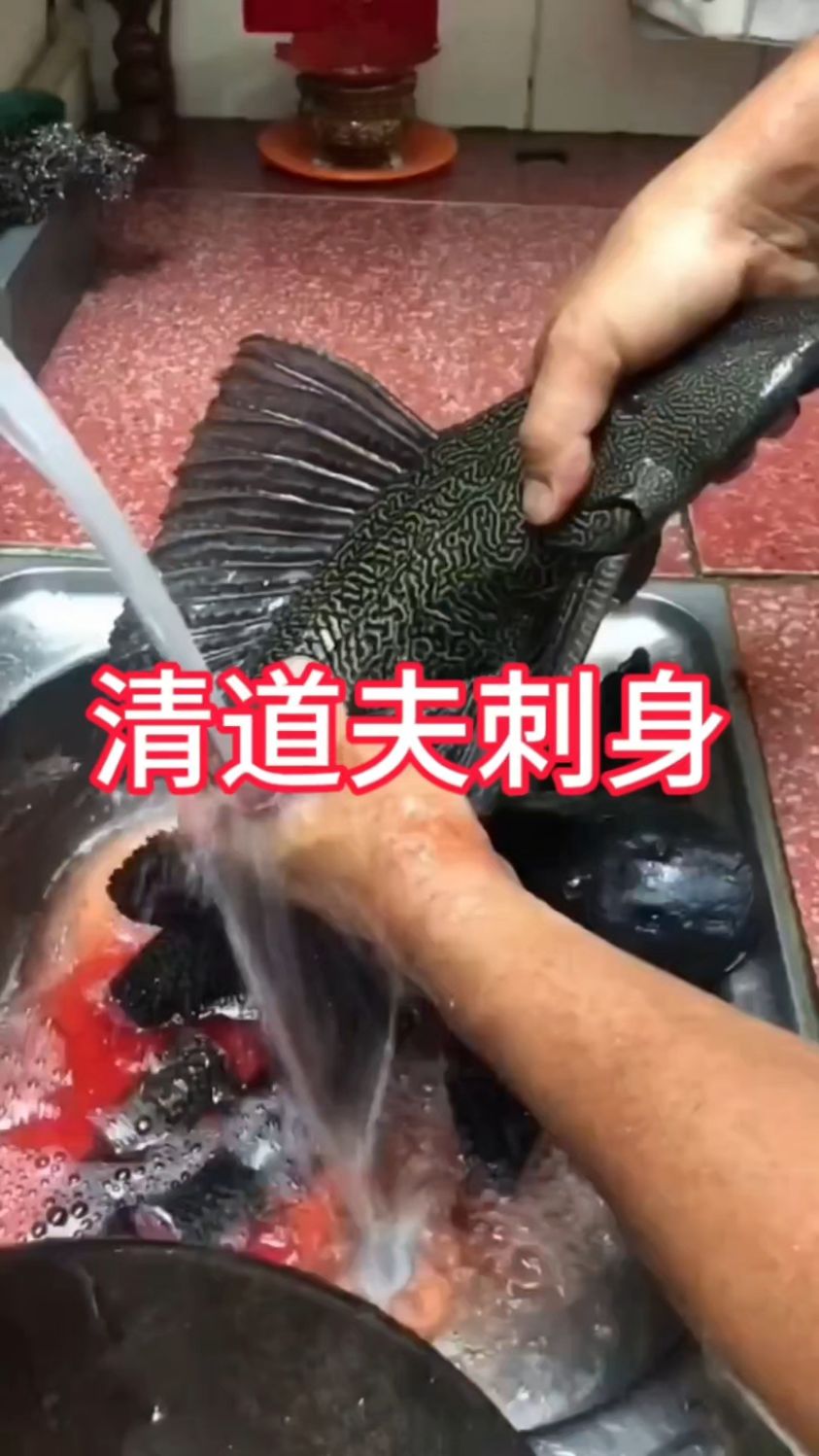 今天杀两条清道夫做刺身，招待客人