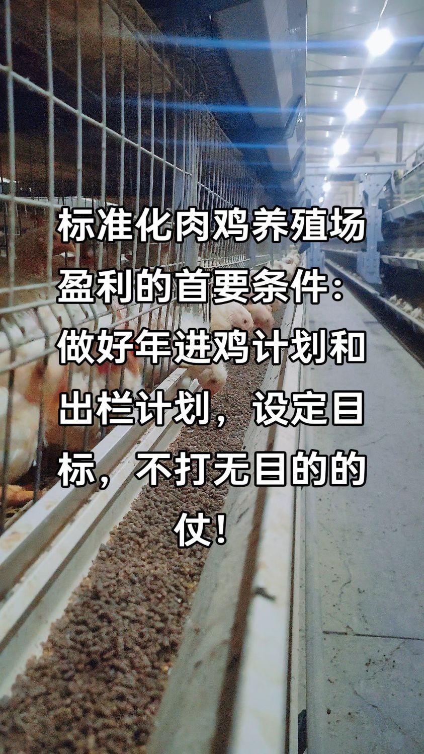 标准化肉鸡养殖场盈利条件,做好年出栏计划非常重要,有计有目标