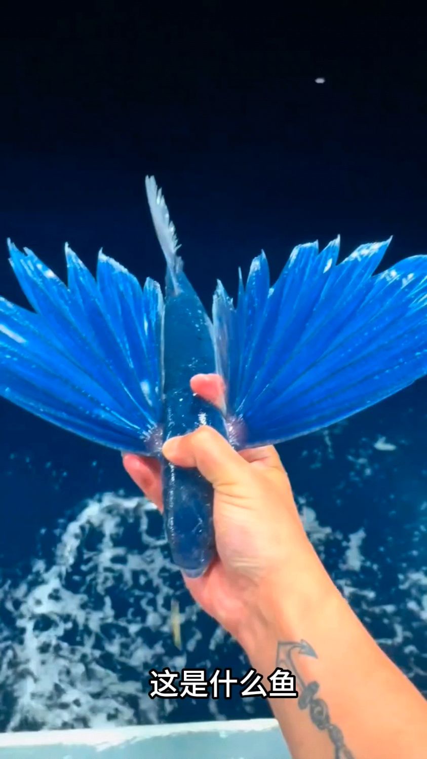 各种奇葩鱼类鉴赏
