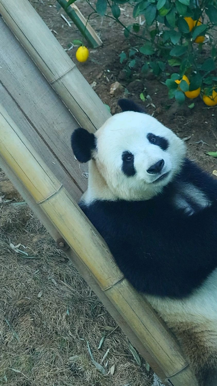 可爱的萌妹飞云让很多游客从此爱上大熊猫,这就是国宝的魅力!