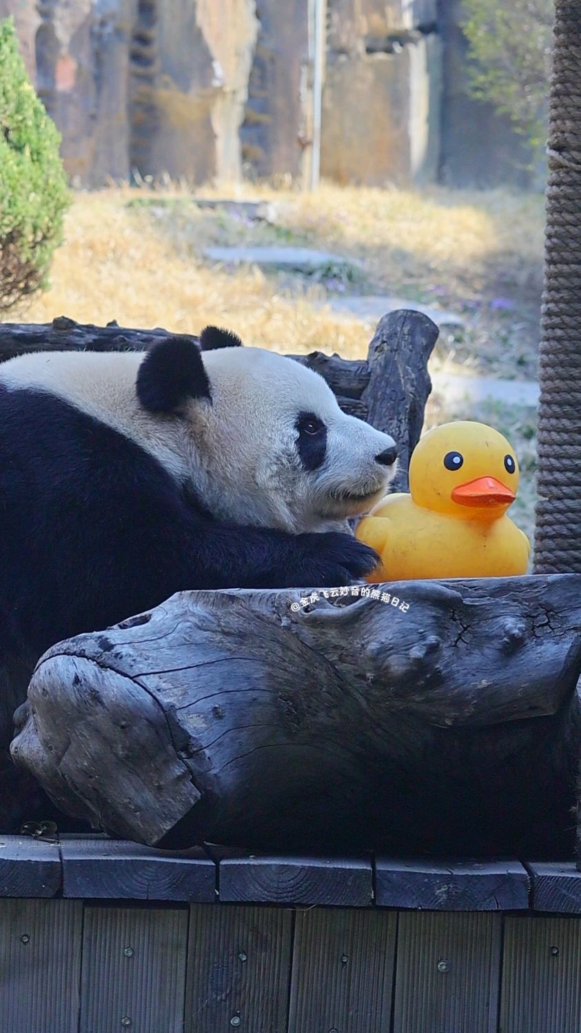 哈哈!飞云总怀疑是小黄鸭藏了自己的小零食,所以小黄鸭又挨揍了