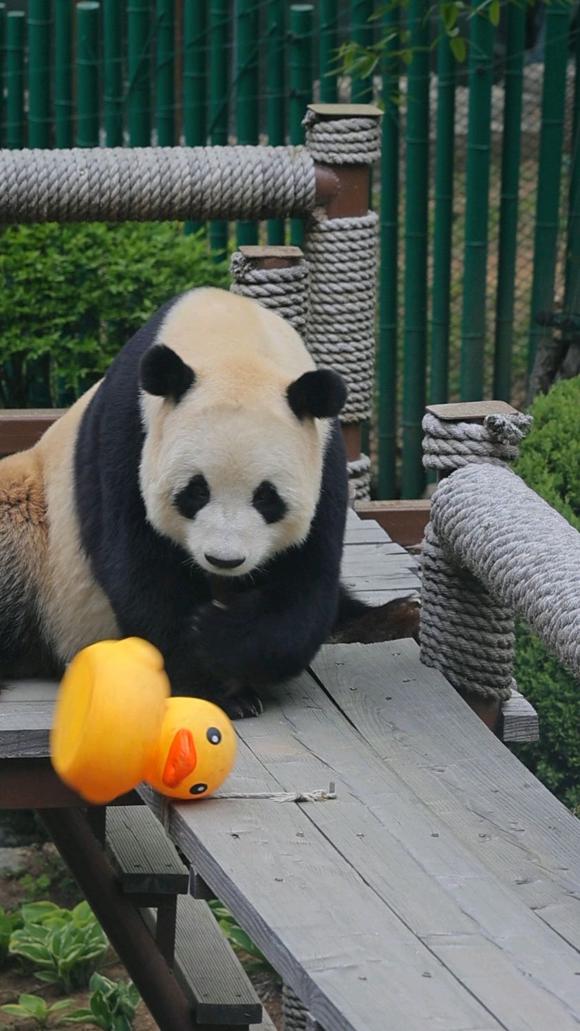 飞云发现小白象不见了,怀疑是小黄鸭藏起来,于是小黄鸭被揍两次