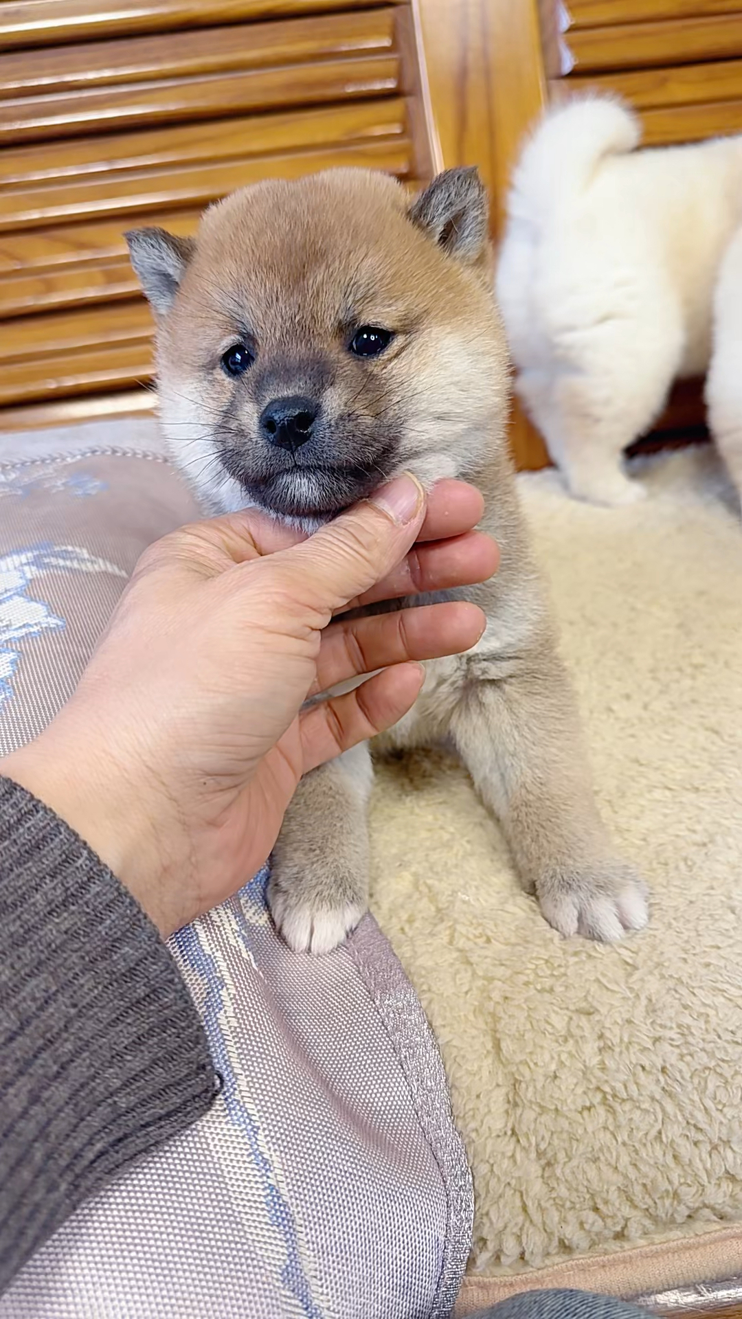 柴犬宝宝自家繁育