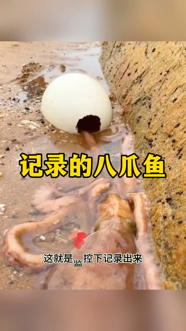 记录的八爪鱼,钻进蛋壳里