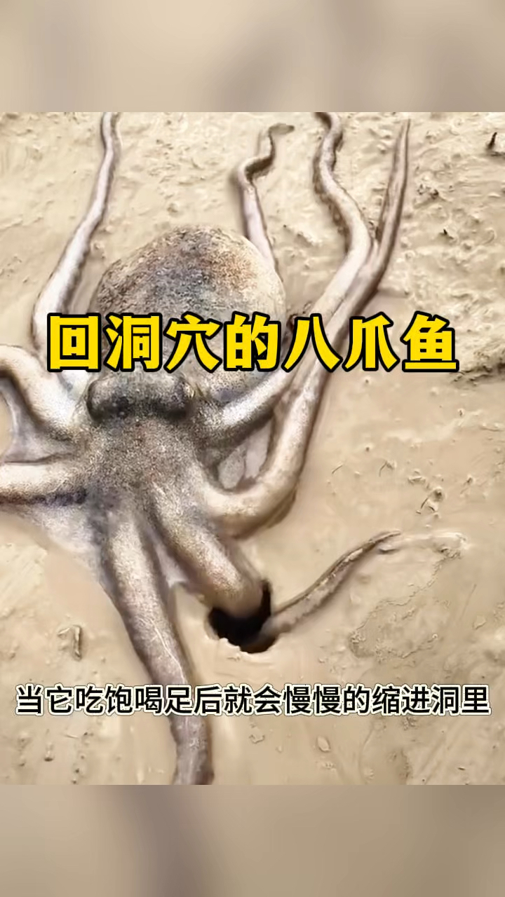 回洞穴的八爪鱼,慢慢的缩了进去