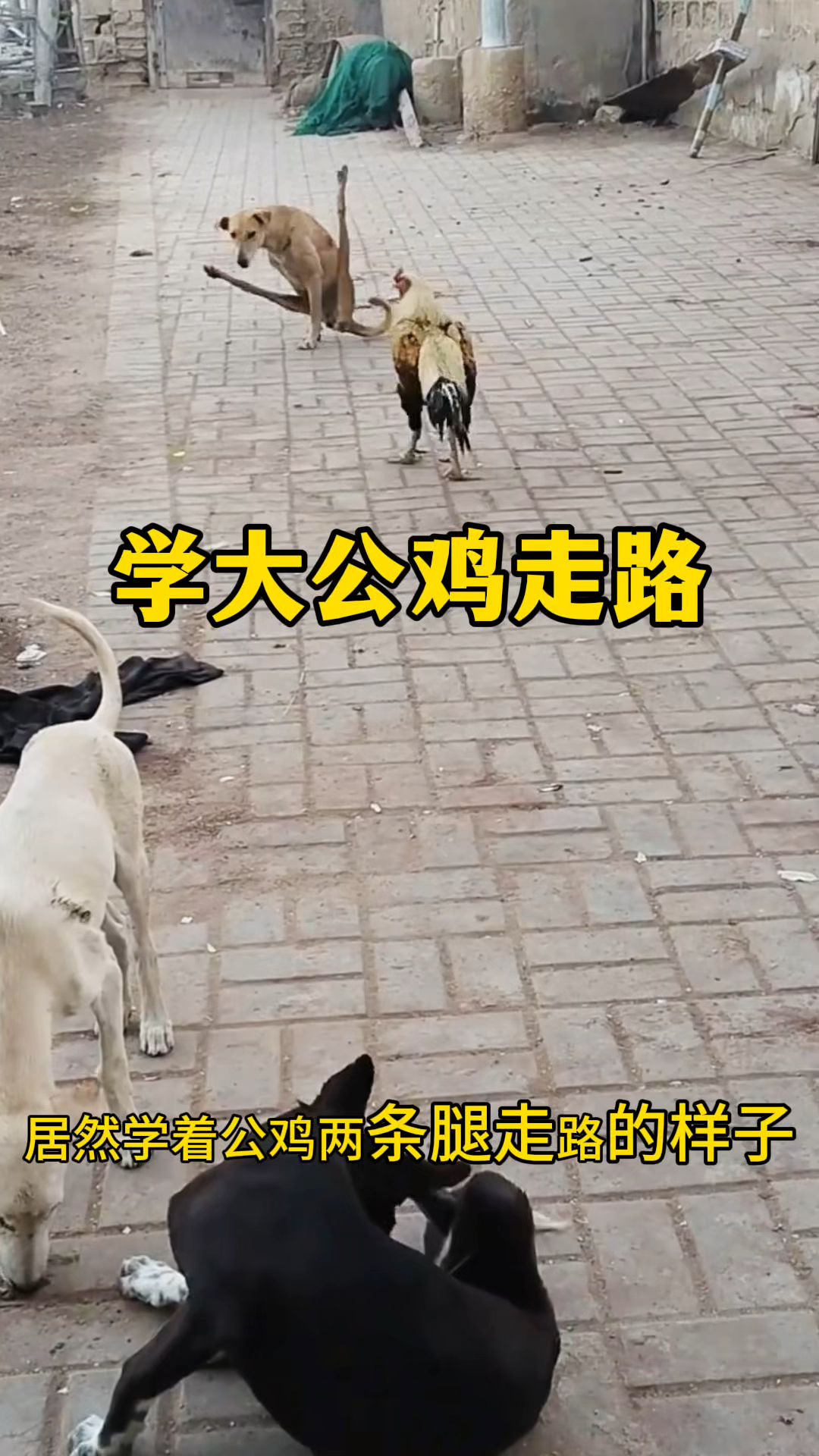学大公鸡走路，狗子学的有模有样的