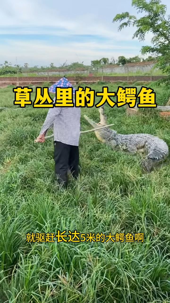 草丛里的大鳄鱼，有五米长呢