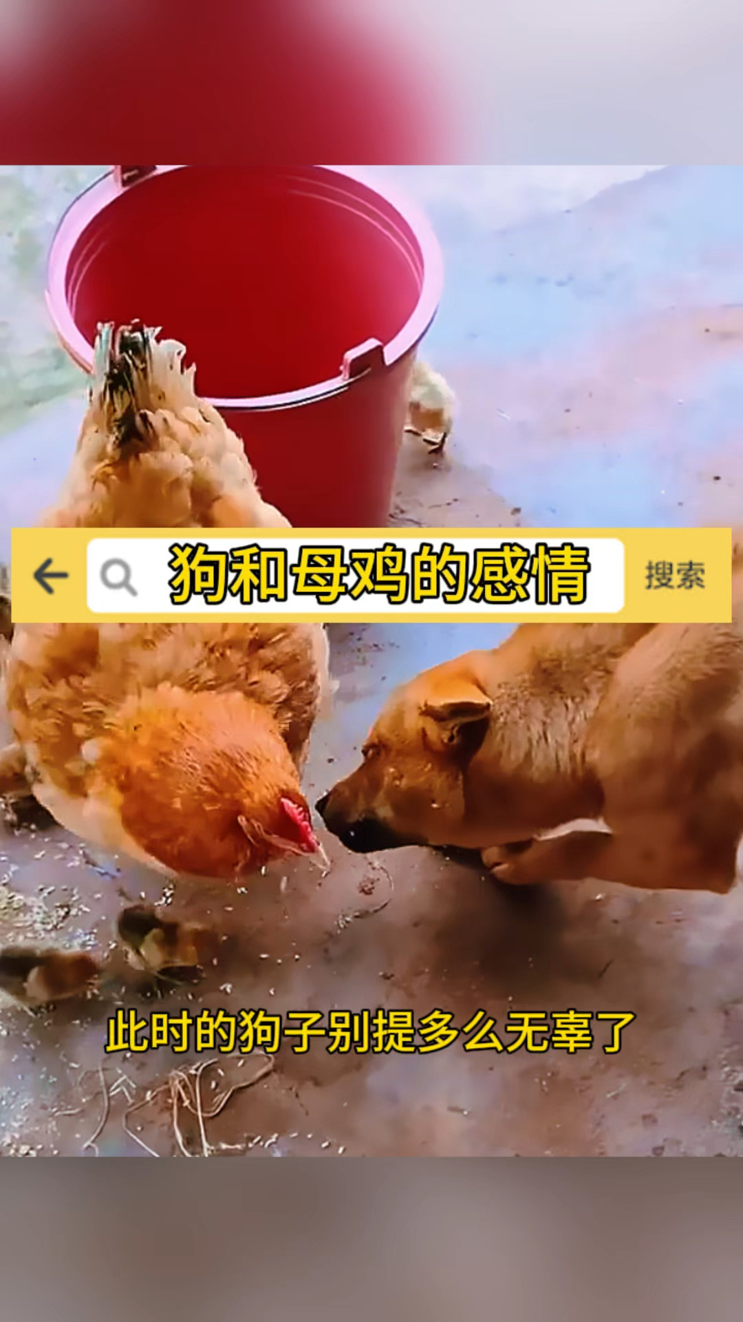 狗子和母鸡的感情,就是这么好