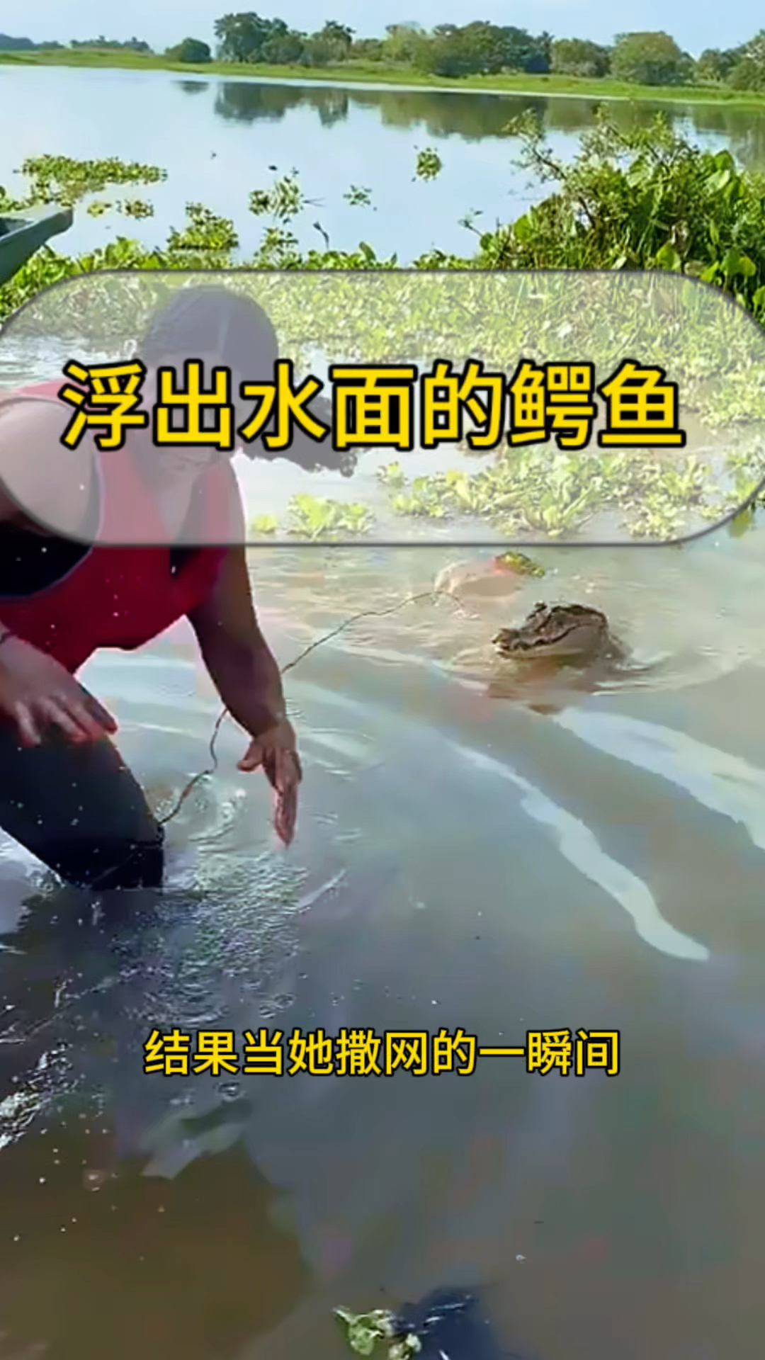 浮出水面的鳄鱼,结局亮了