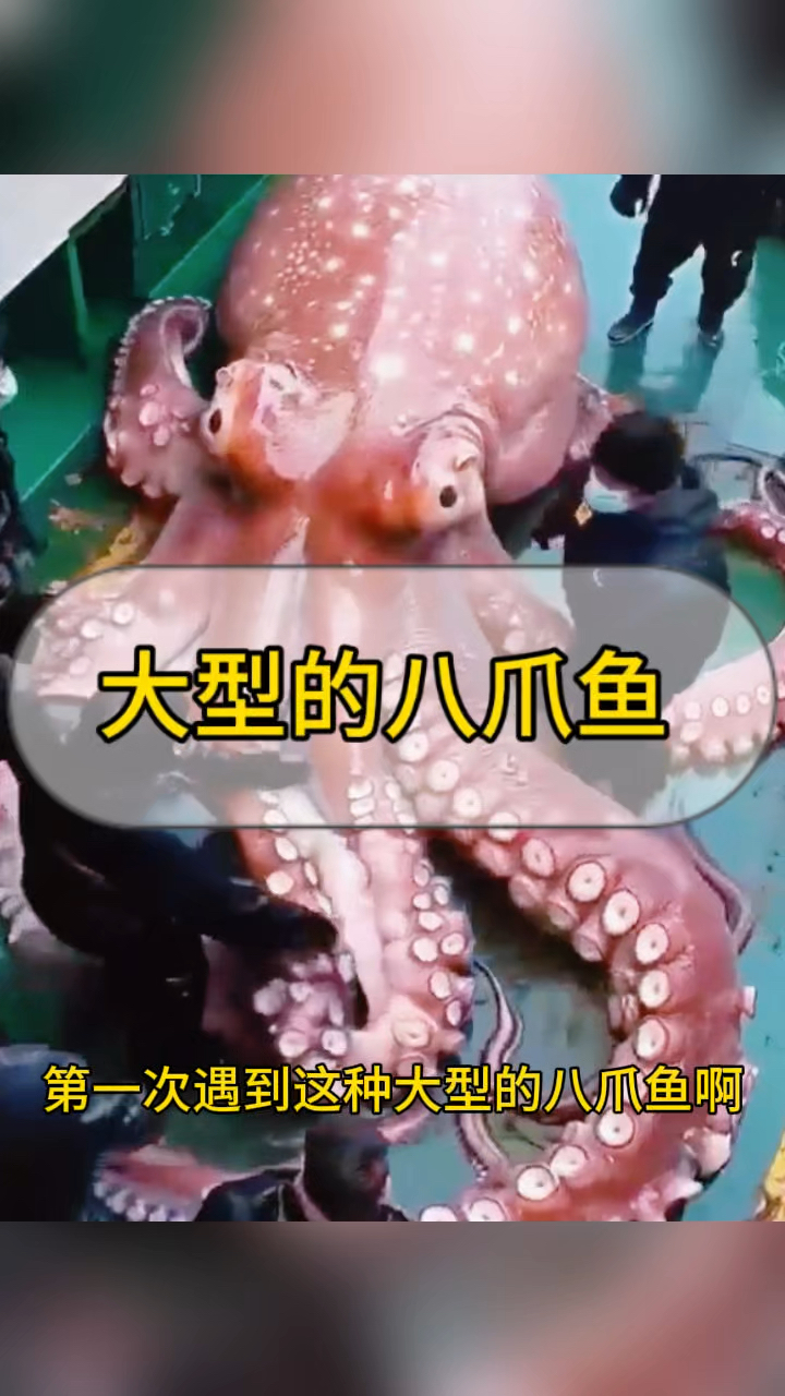 大型的八爪鱼,太大了吧