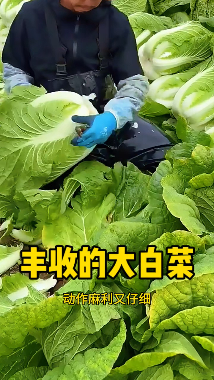 丰收的大白菜,清理白菜干活真麻利