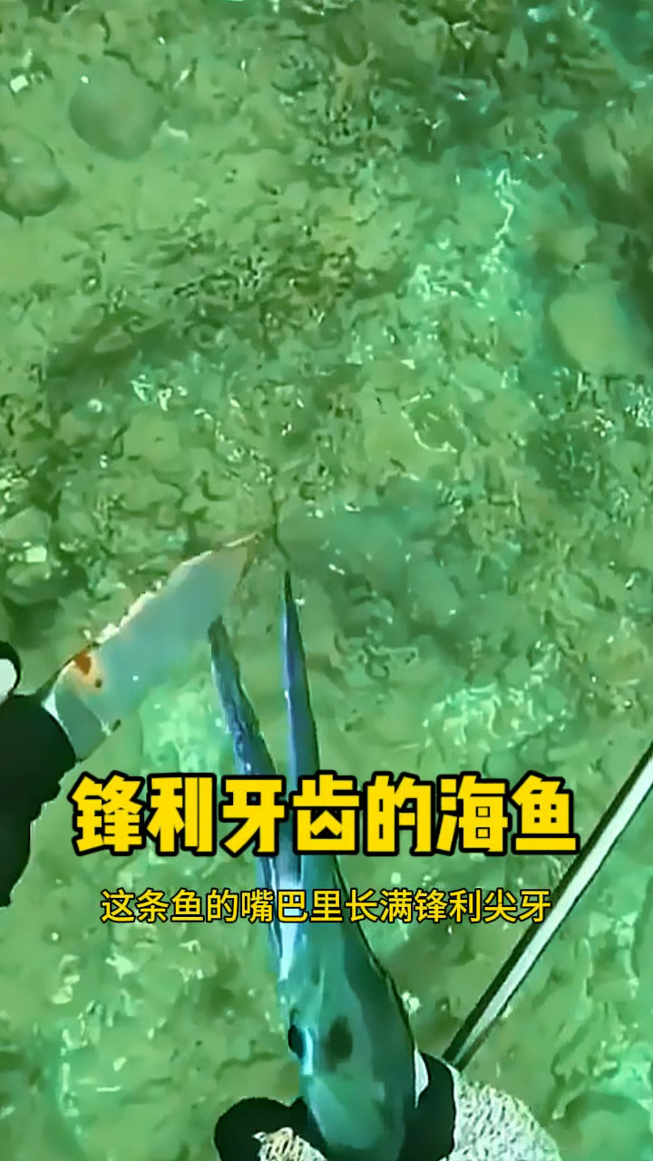 锋利牙齿的海鱼,攻击力强
