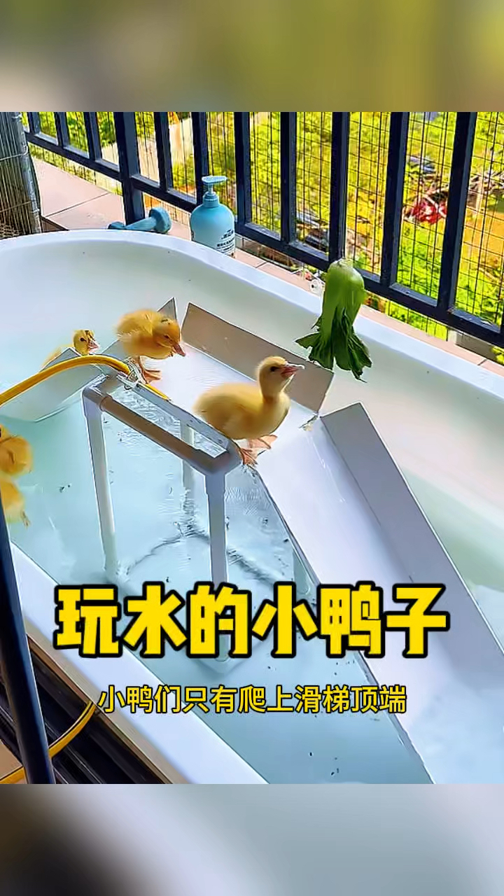 玩水的小鸭子，吃食十分可爱