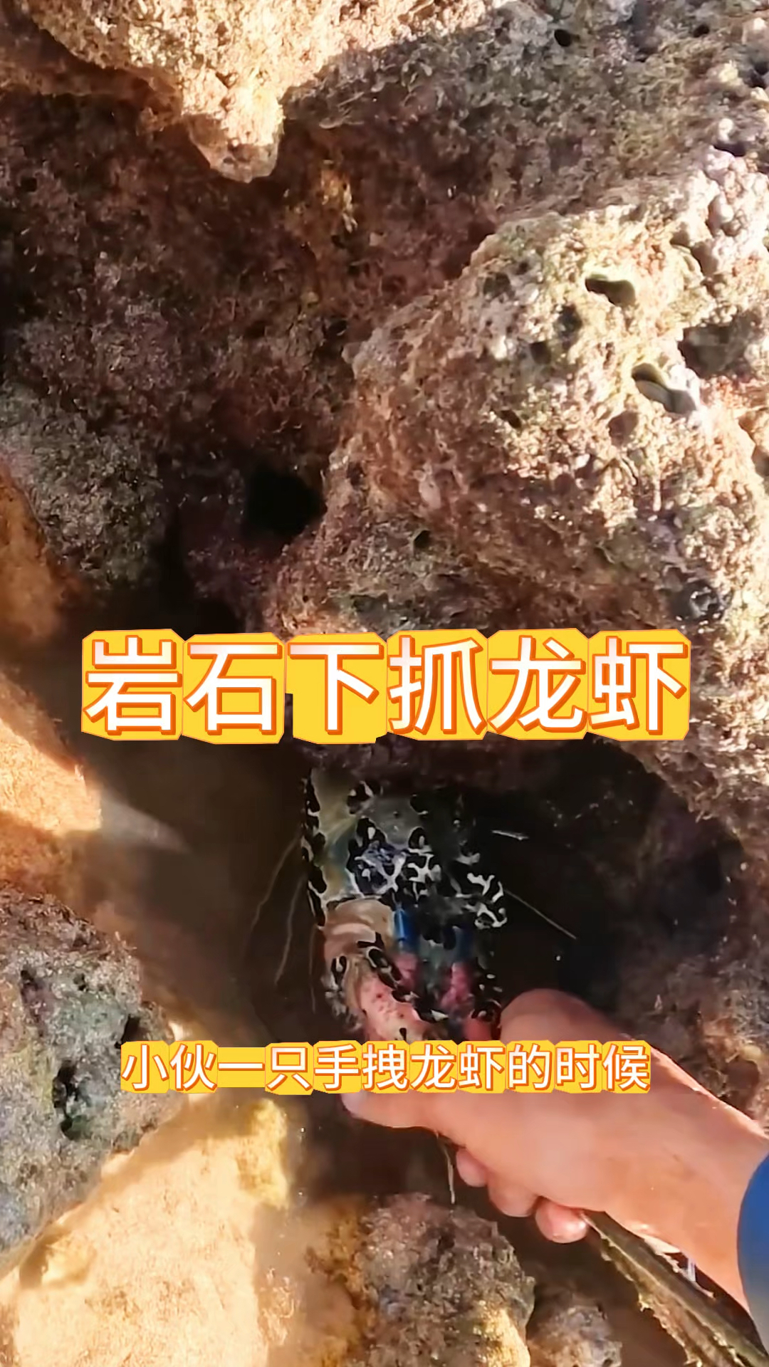 岩石下抓龙虾，价值不菲呀