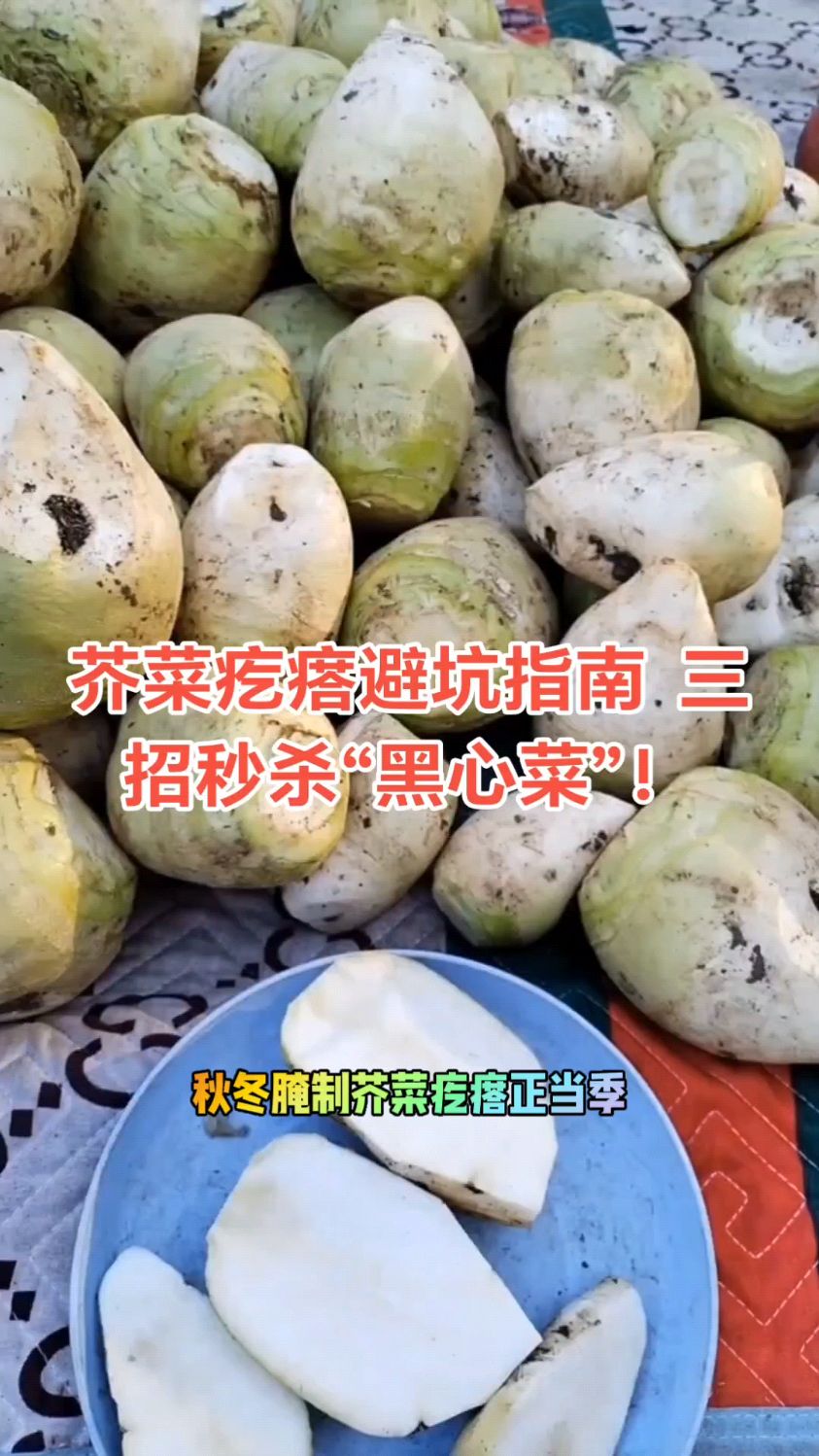 #生活小妙招#腌制咸菜#芥菜疙瘩#储存方法#美食教程