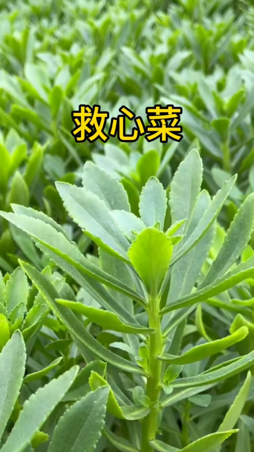 这个就是救心菜,你认识吗