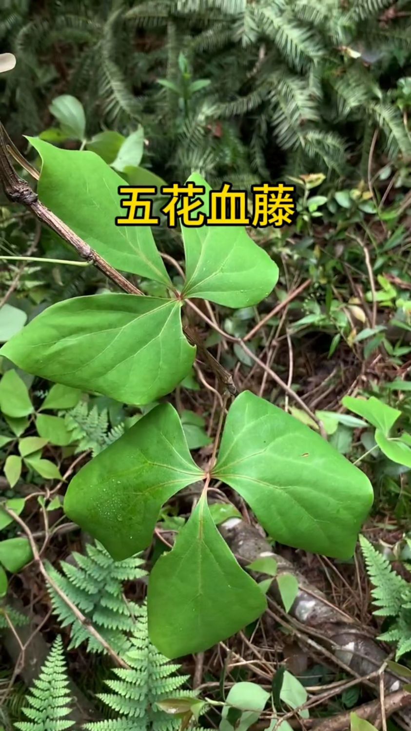 五花血藤,你认识吗